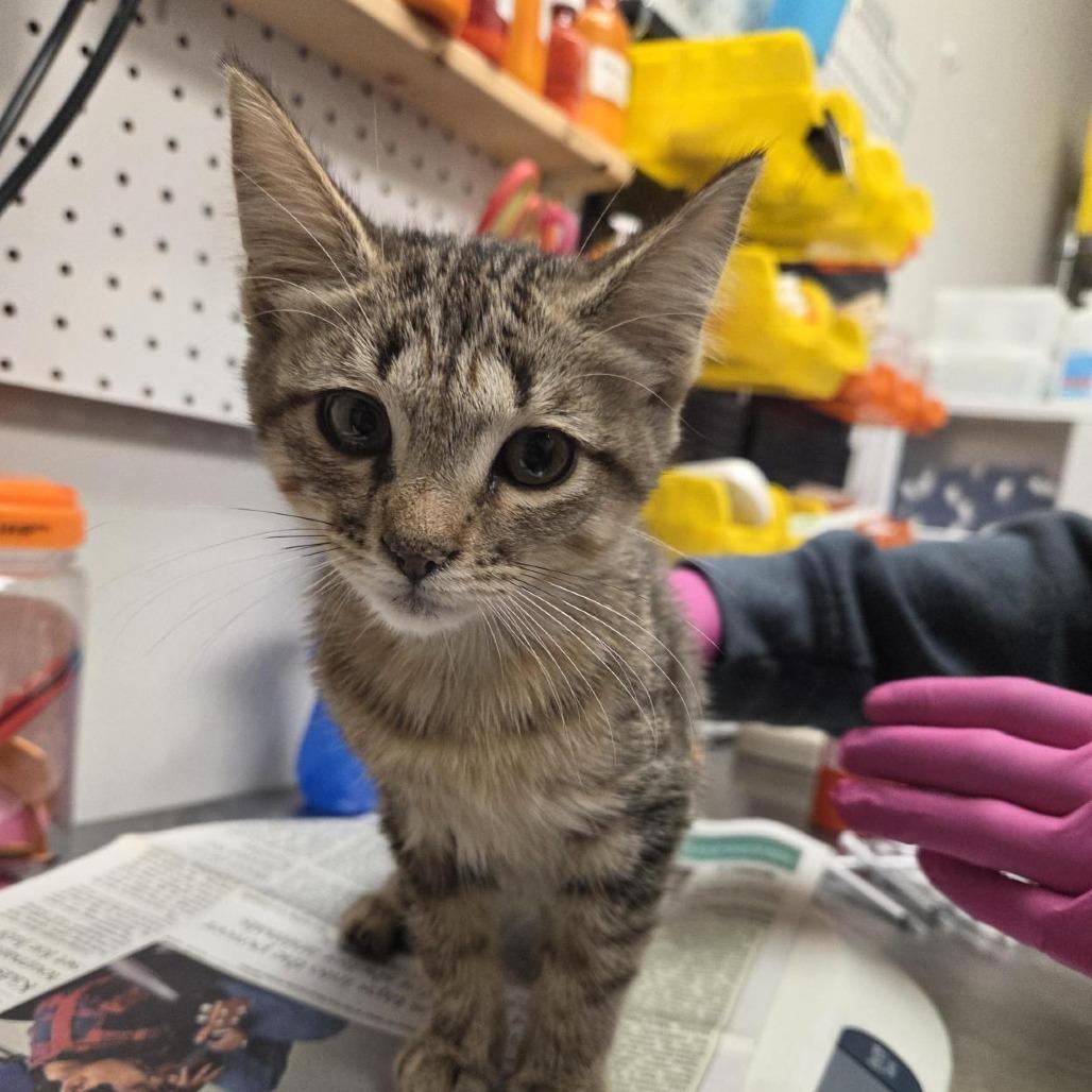 Bo Duke, Adoptable, Kitten Female Domestic Short Hair.