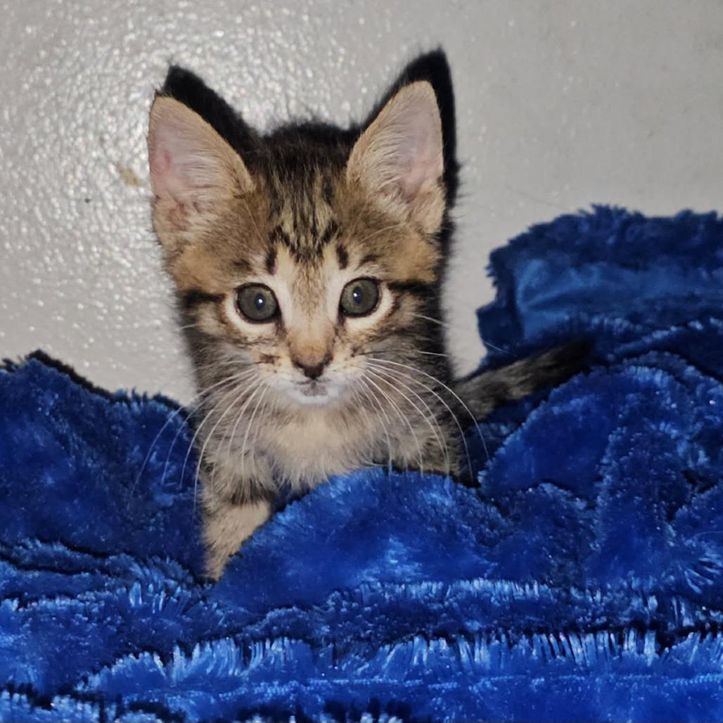 Enlarge Bo Duke, a Adoptable Domestic Short Hair in Houston, TX image 1/3