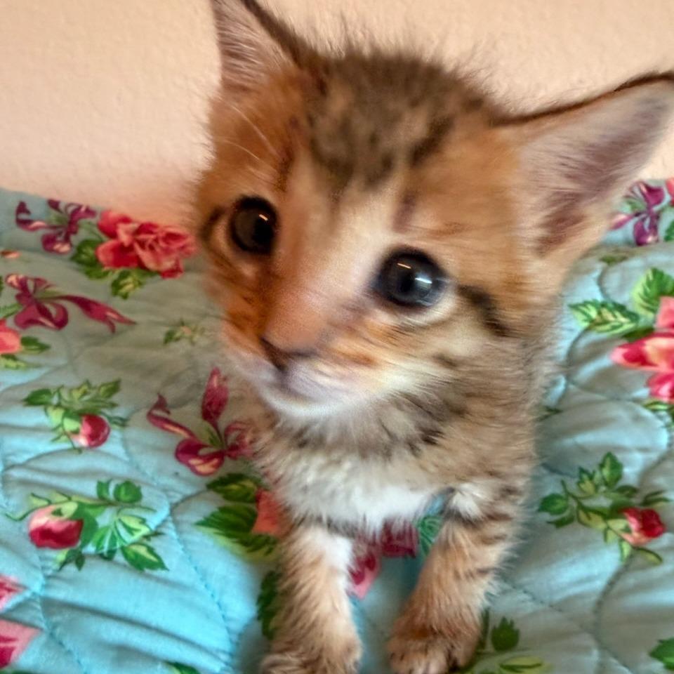 Enlarge Bo Duke, a Adoptable Domestic Short Hair in Houston, TX image 2/3