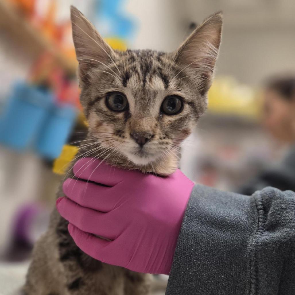 Enlarge Bo Duke, a Adoptable Domestic Short Hair in Houston, TX image 5/5