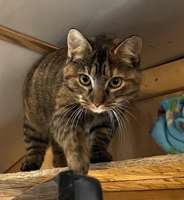 Enlarge Pretty Girl, a Adoptable Tabby in Baltimore, MD image 1/1