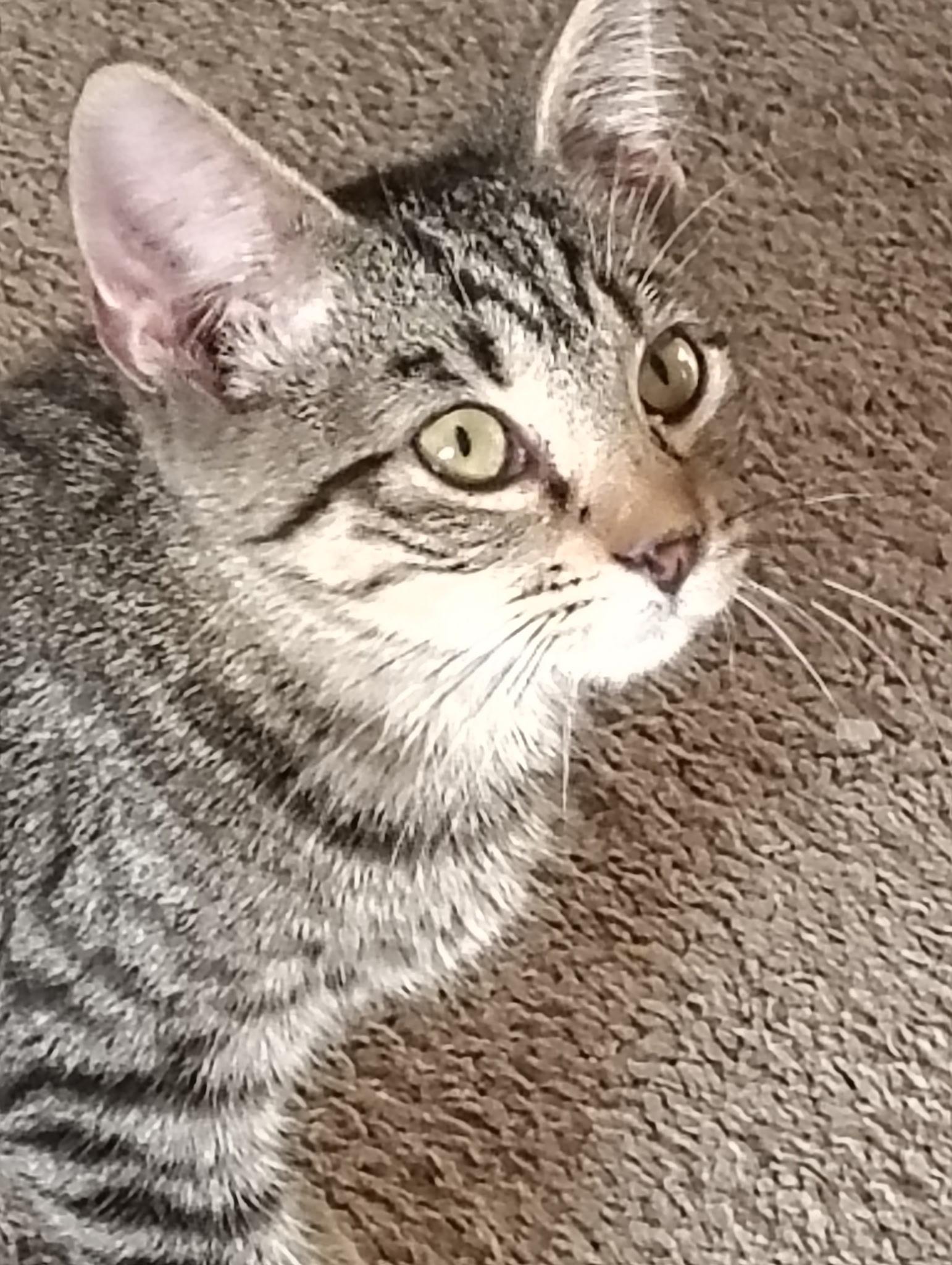 Enlarge Aleksandr Tiedemann, an adopted Domestic Short Hair in Cleveland, OH image 1/2