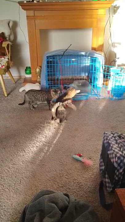 Enlarge Aleksandr Tiedemann, an adopted Domestic Short Hair in Cleveland, OH video 2/2