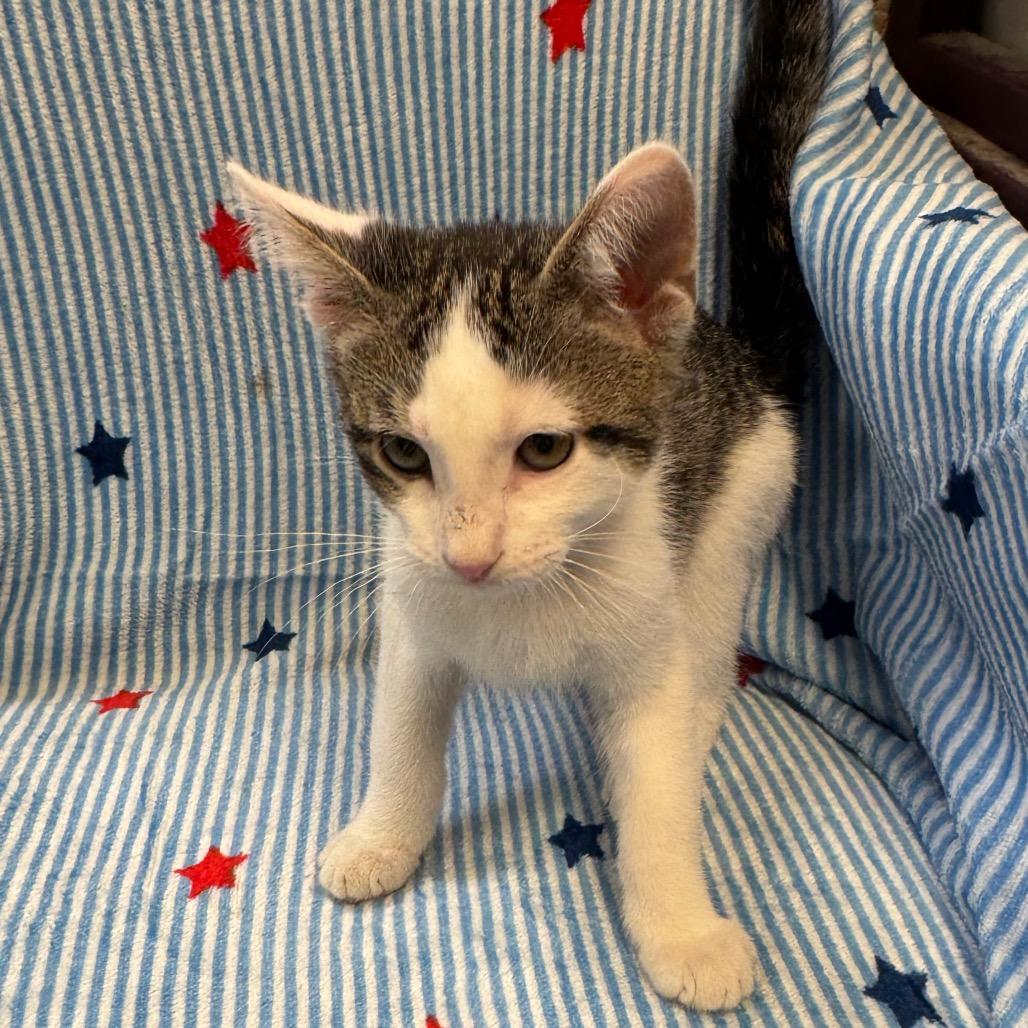 Britches (Male), Adoptable, Kitten Male Domestic Short Hair.