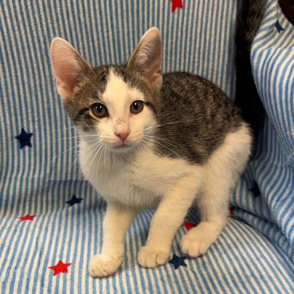 Enlarge Britches (Male), a Adoptable Domestic Short Hair in Kittanning, PA image 2/4
