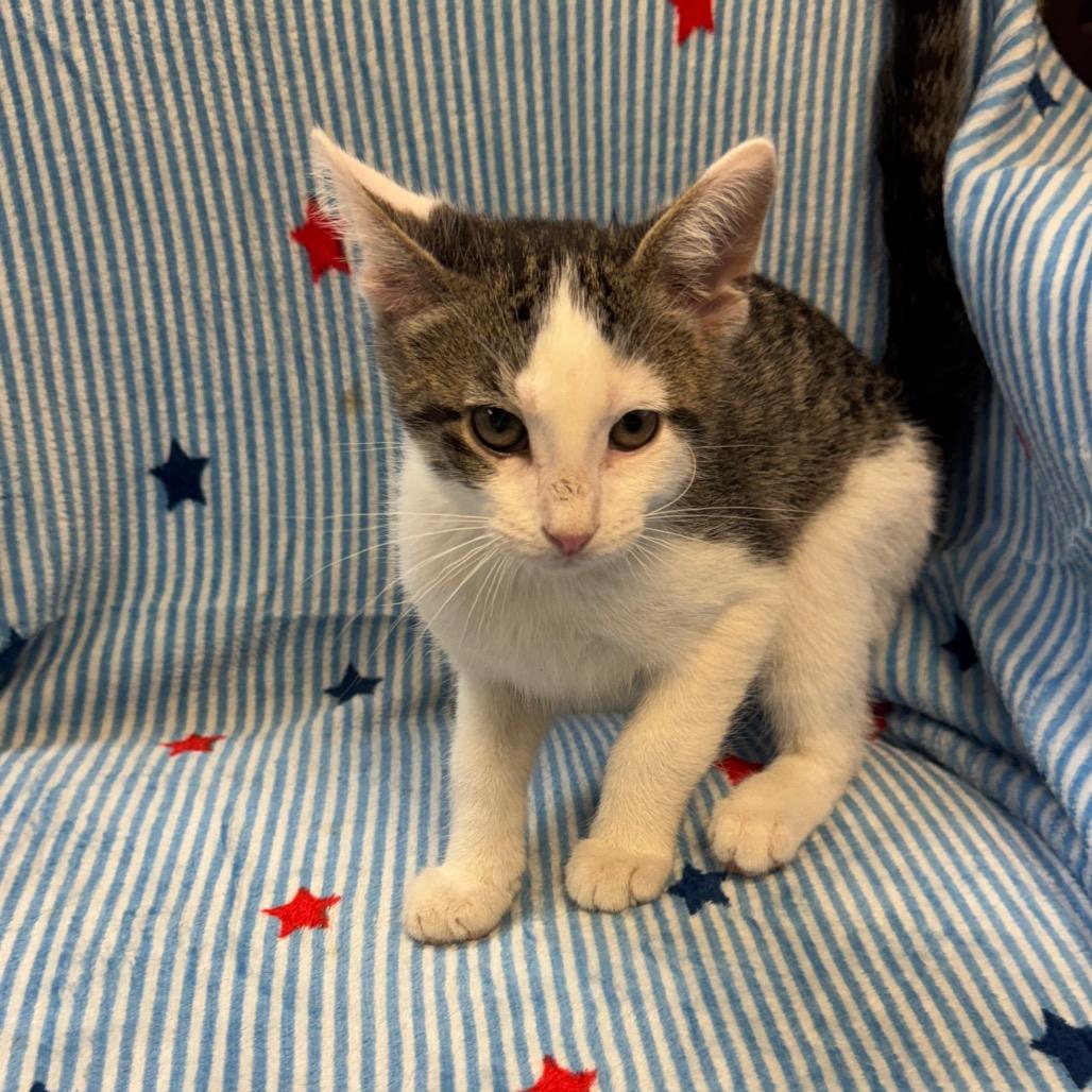 Enlarge Britches (Male), a Adoptable Domestic Short Hair in Kittanning, PA image 3/4