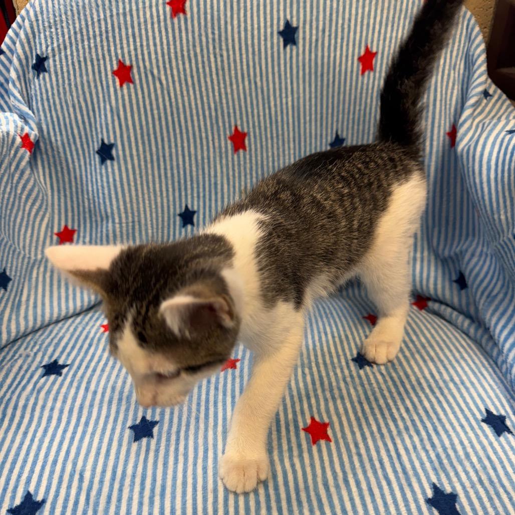 Enlarge Britches (Male), a Adoptable Domestic Short Hair in Kittanning, PA image 4/4