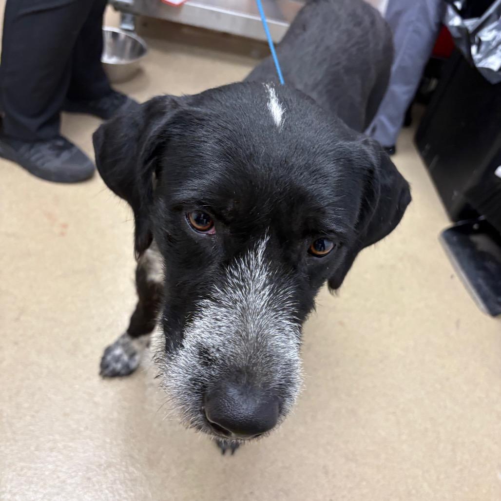 Dixie, Adoptable, Adult Female German Wirehaired Pointer & Mixed Breed.