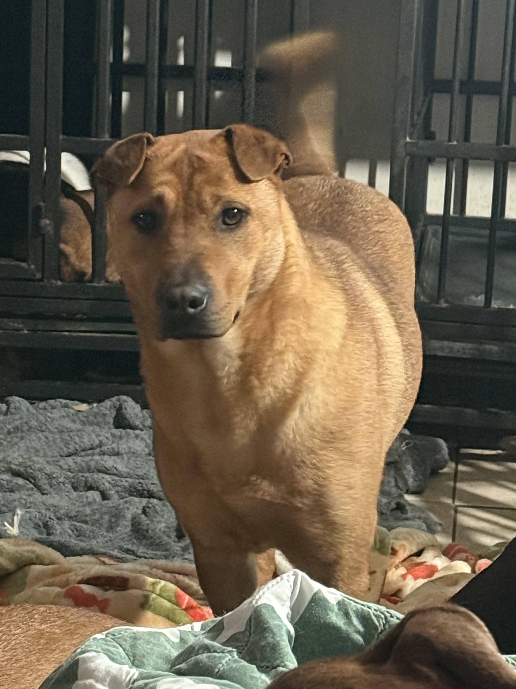 Enlarge Sherman, a Adoptable mixed breed in Bakersville, NC image 4/4