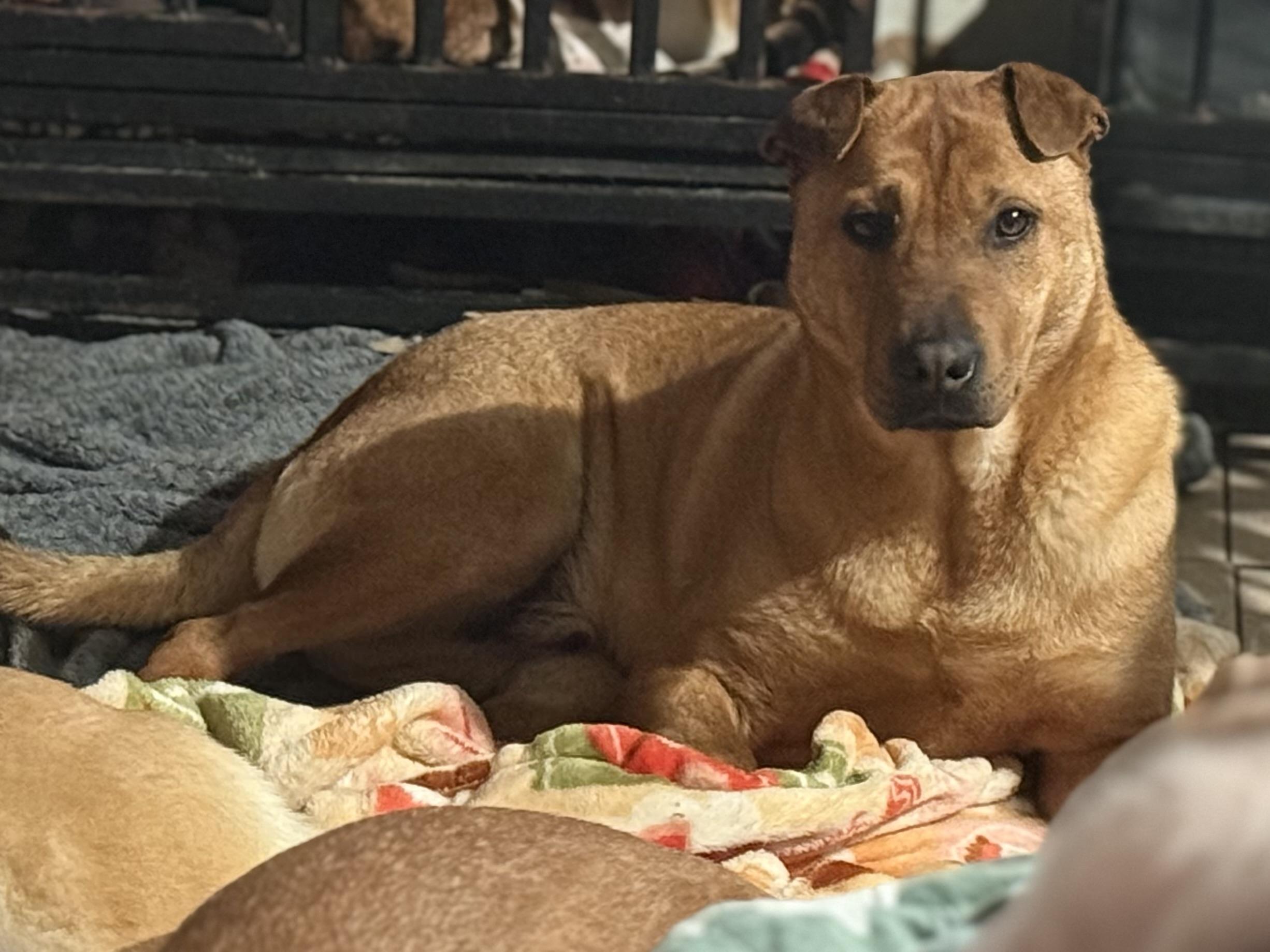 Enlarge Sherman, a Adoptable mixed breed in Bakersville, NC image 1/4
