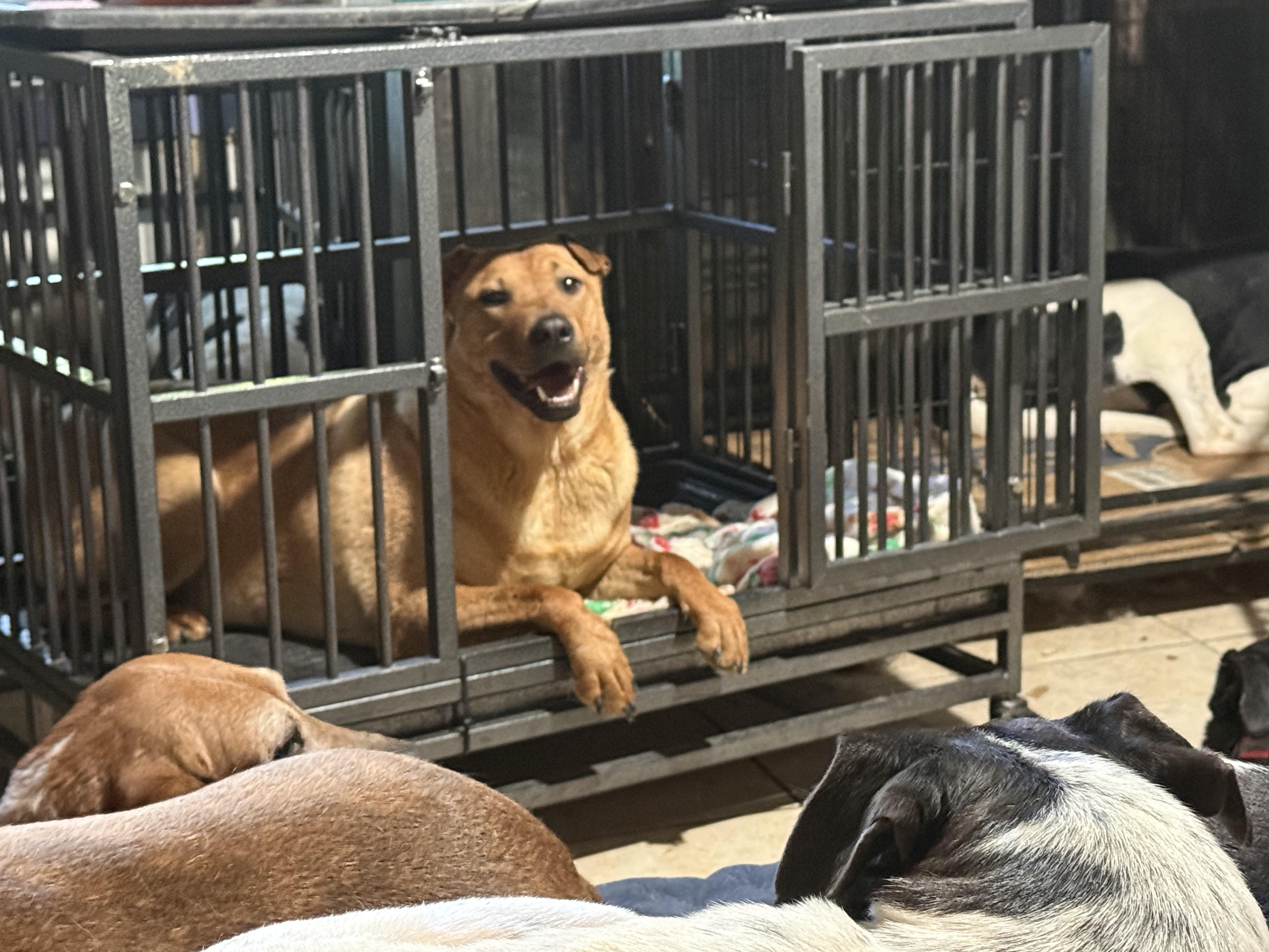 Sherman, a Adoptable mixed breed in Bakersville, NC image 4/4