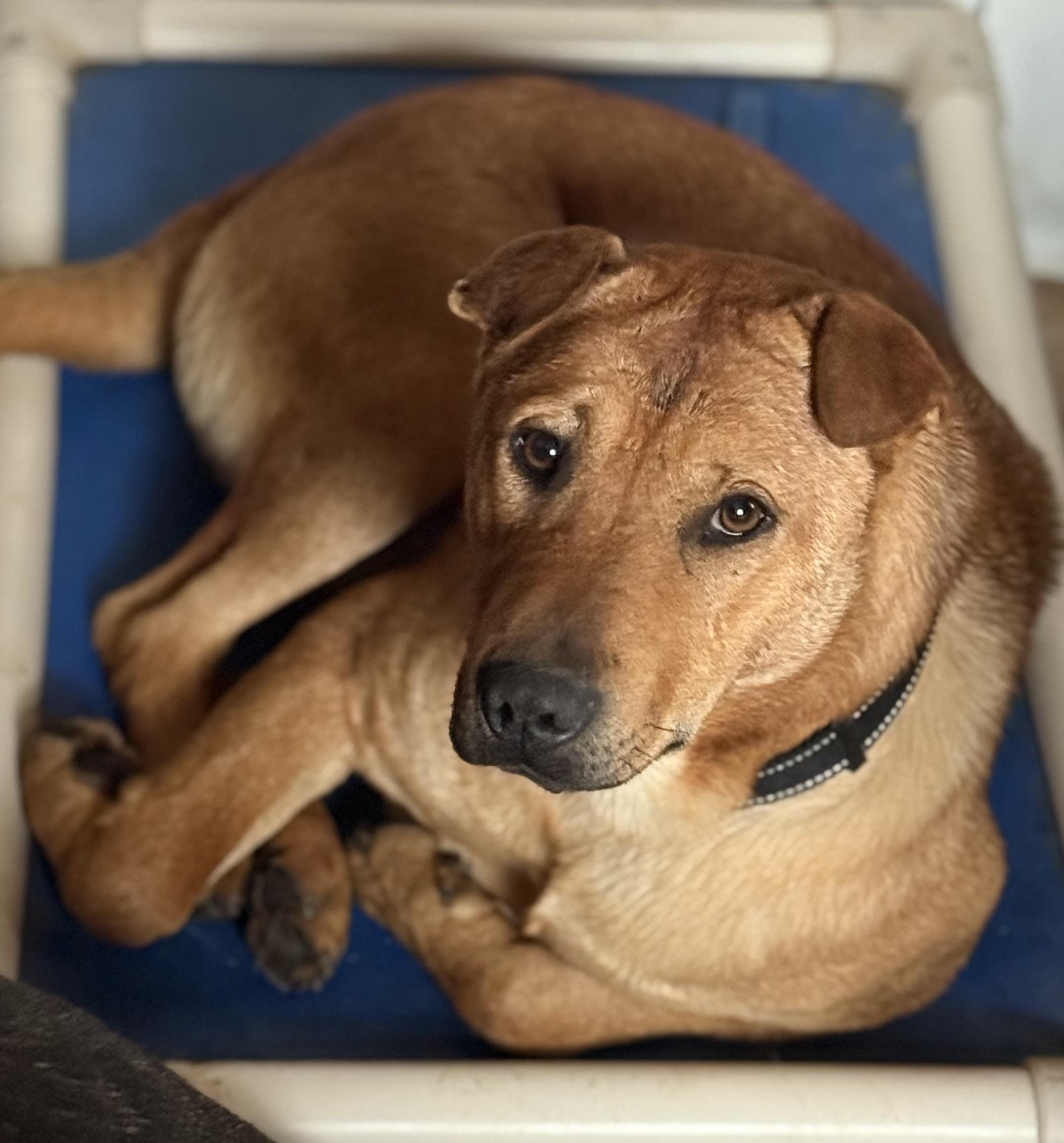 Sherman, a Adoptable mixed breed in Bakersville, NC image 1/4