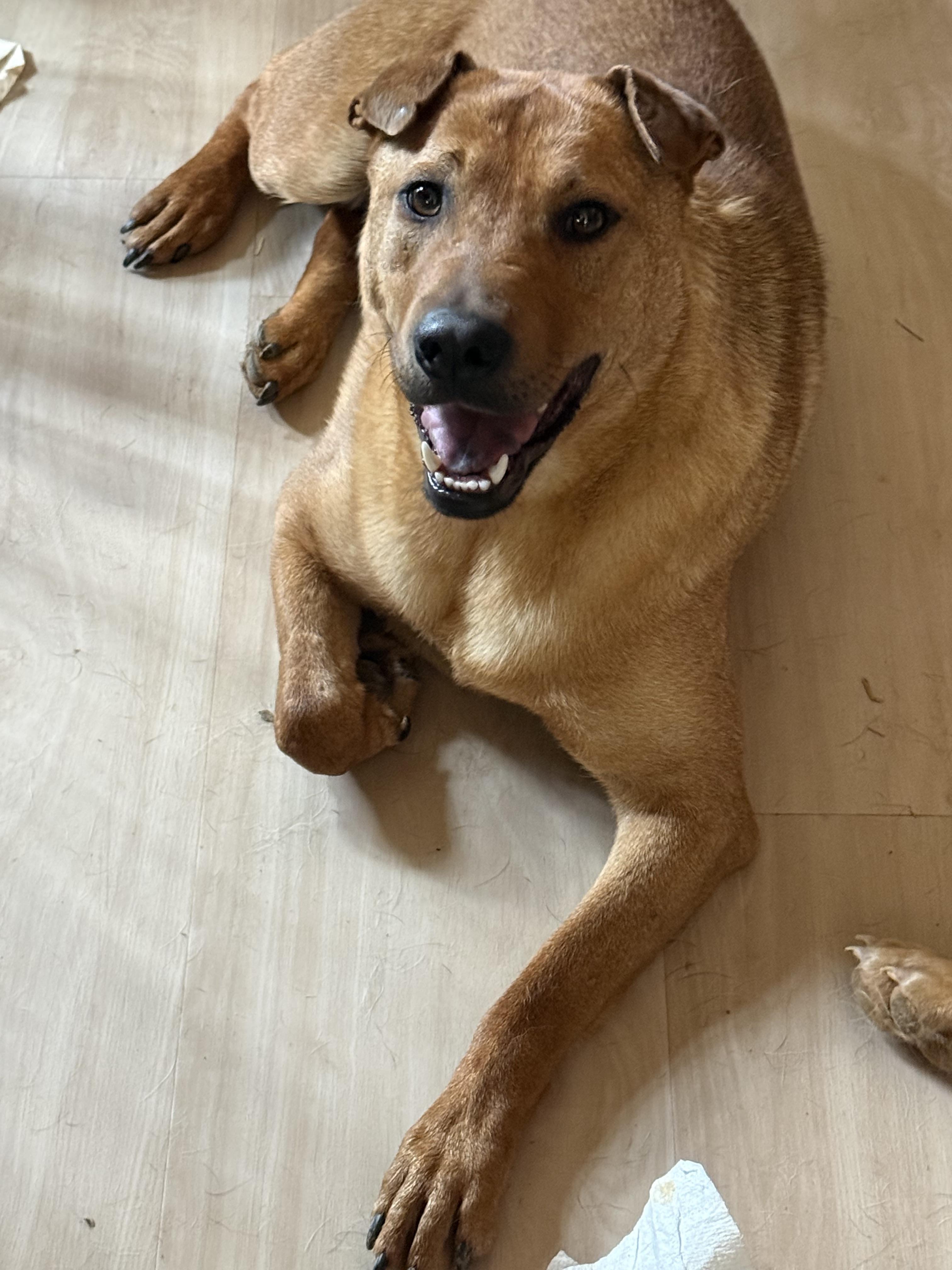 Sherman, a Adoptable mixed breed in Bakersville, NC image 3/4