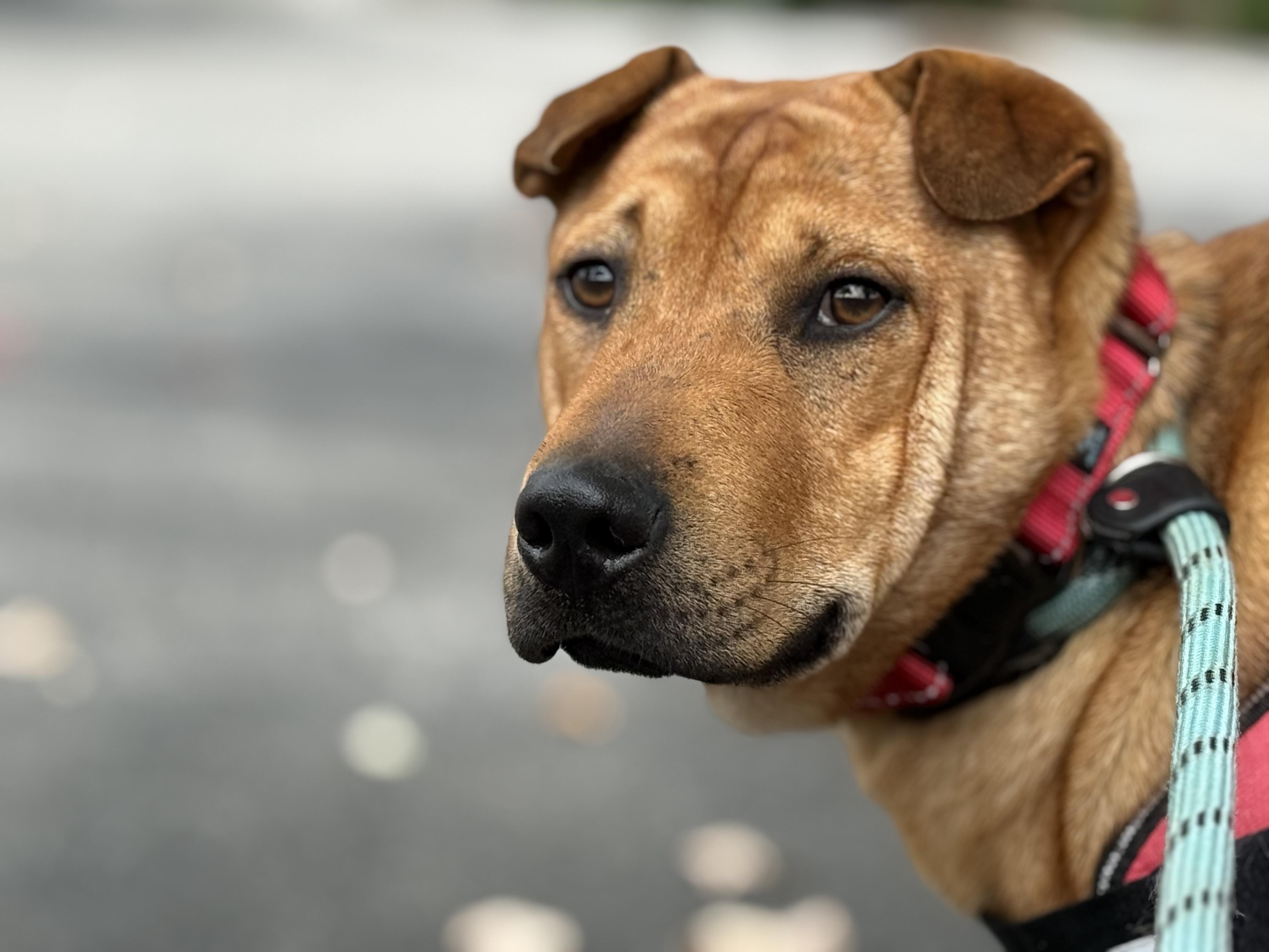 Sherman, a Adoptable mixed breed in Bakersville, NC image 3/4