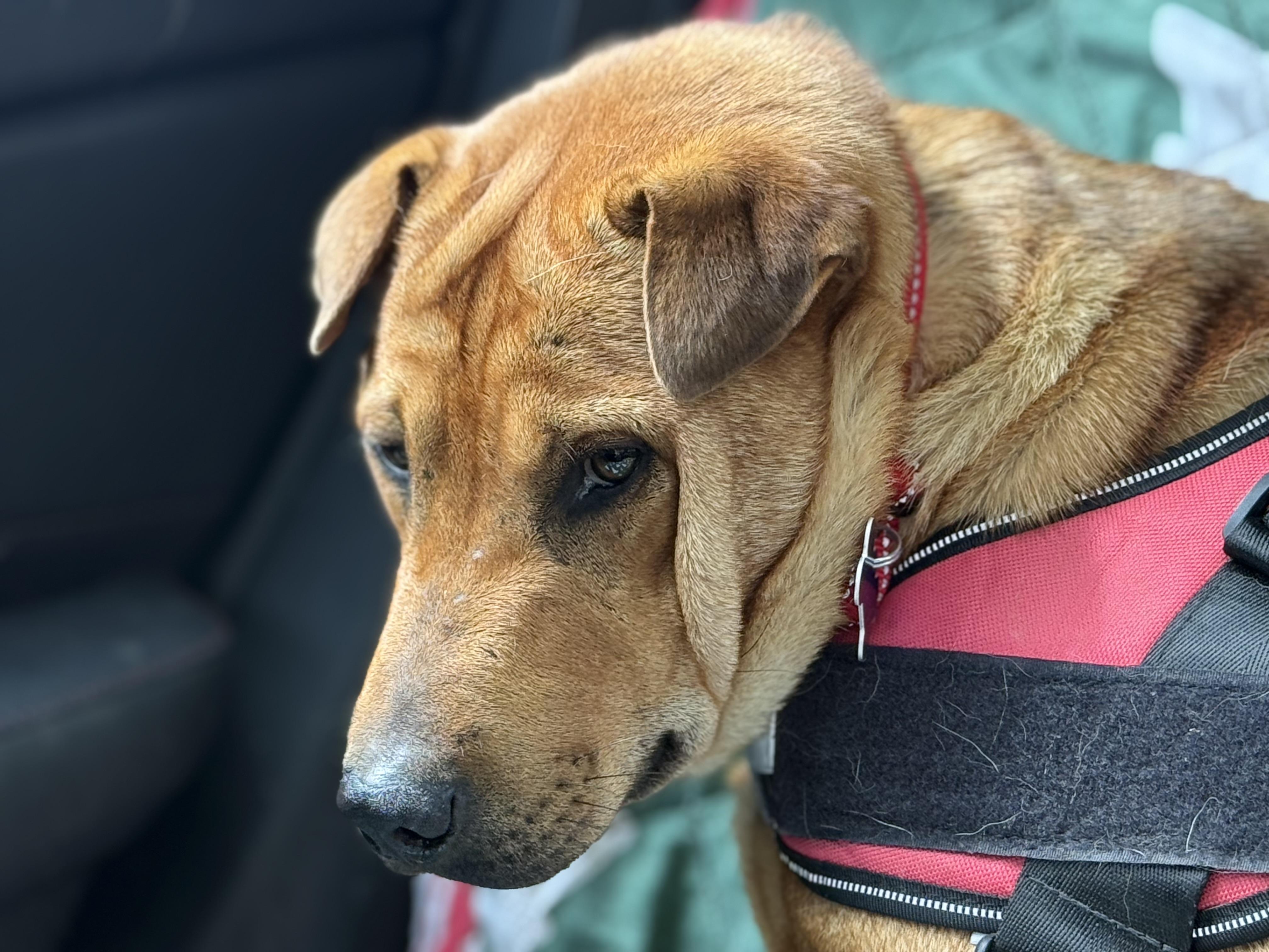 Sherman, a Adoptable mixed breed in Bakersville, NC image 4/4