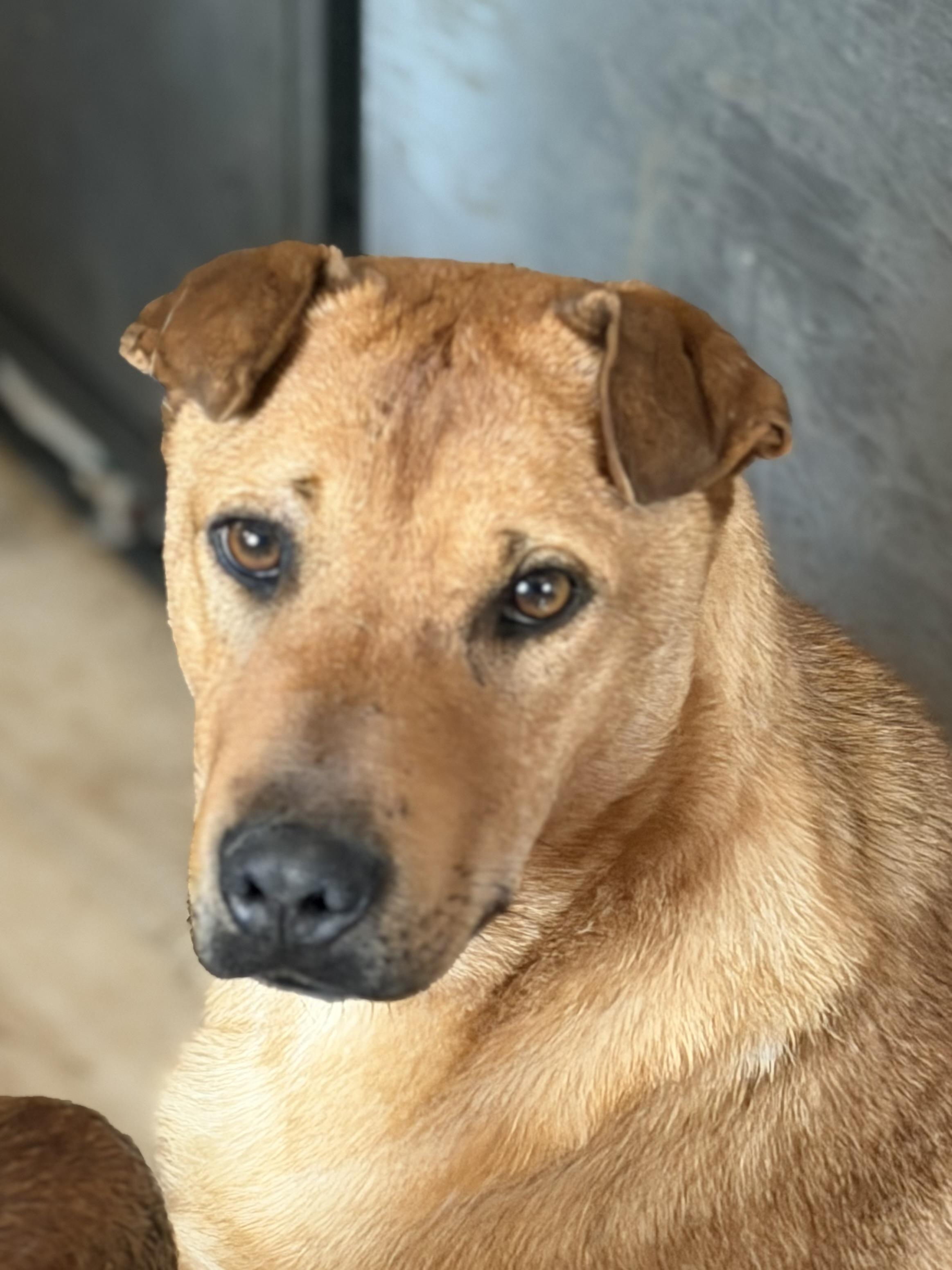 Sherman, Adoptable, Adult Male Shar-Pei.