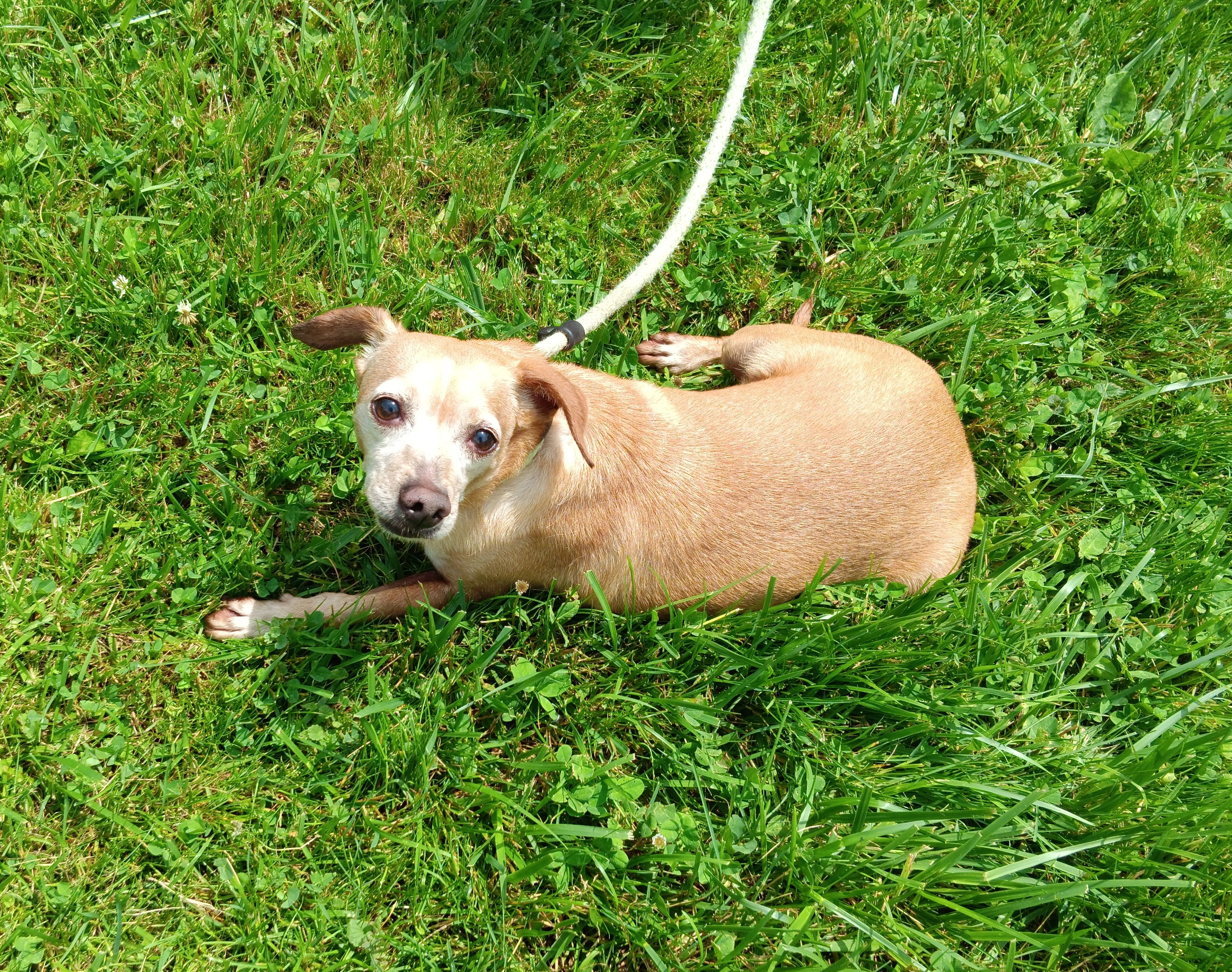 Rex, Senior Male unknown