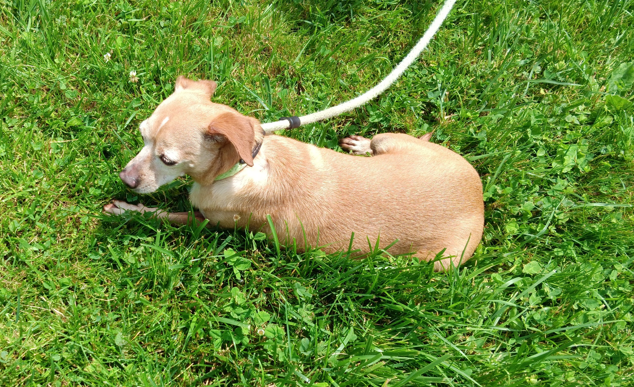Rex photo 2