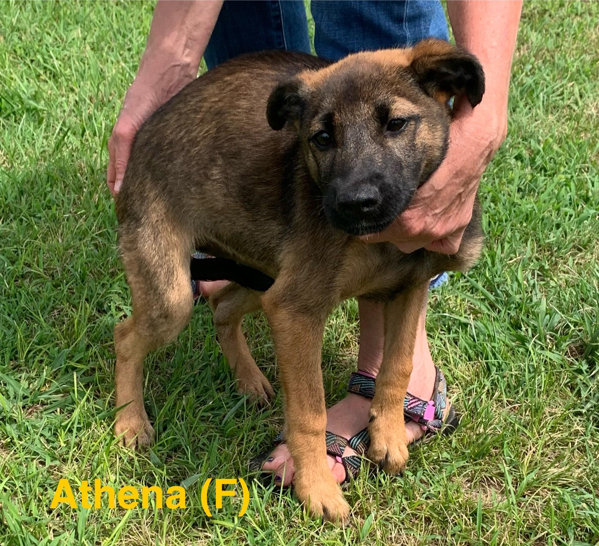 Enlarge Athena, a ADOPTABLE mixed breed in Chattanooga, TN image 1/1