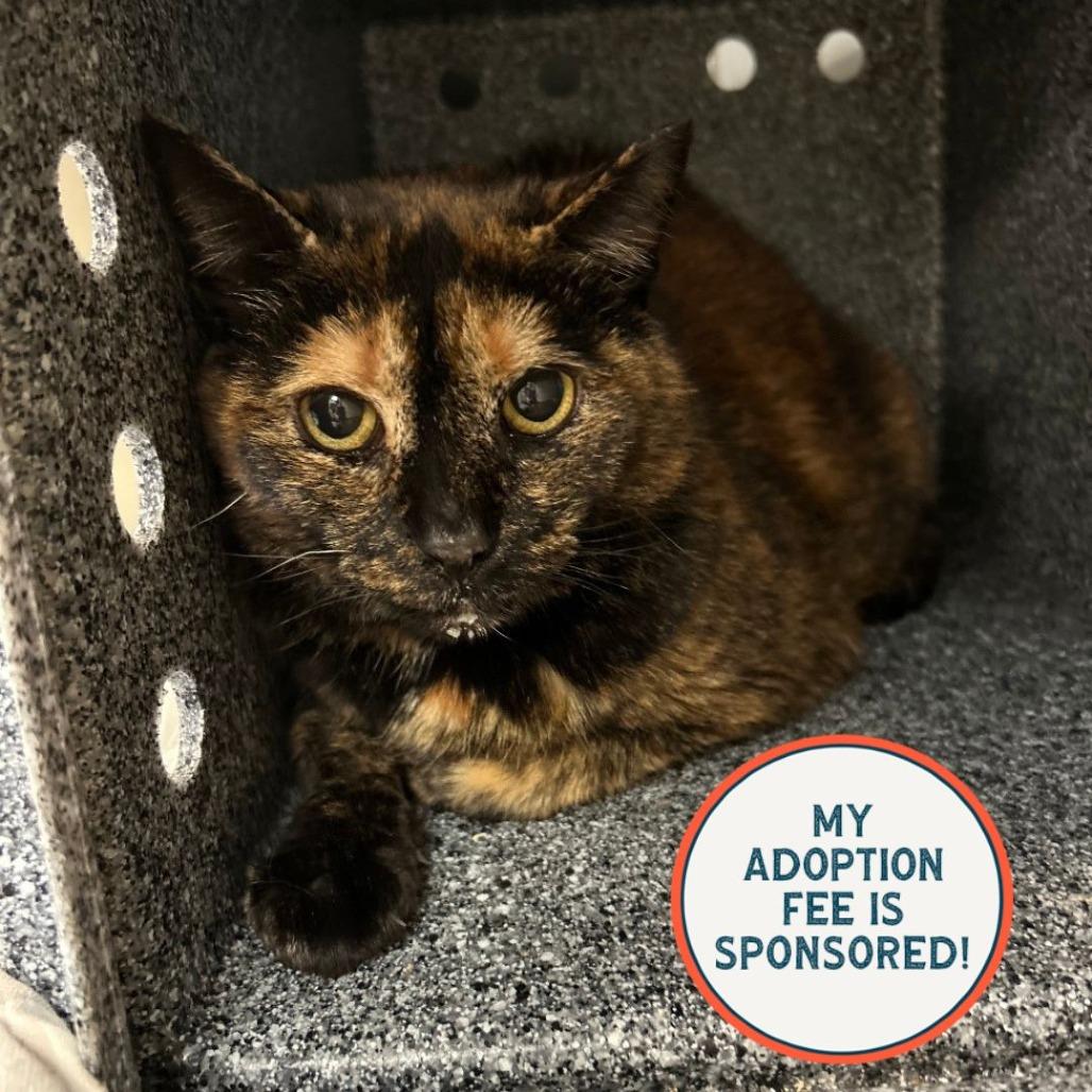 Mrs. Brown, Adoptable, Adult Female Domestic Short Hair.