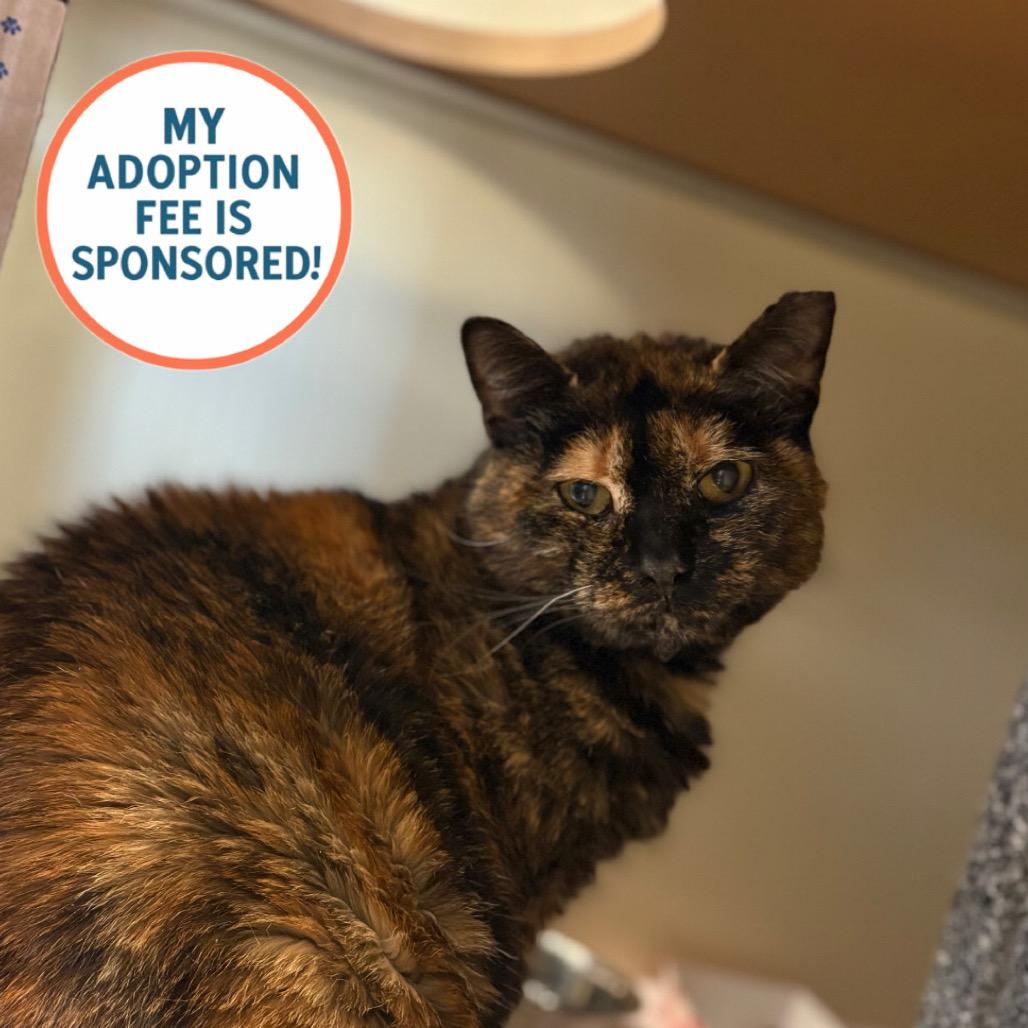 Mrs. Brown, a Adoptable Domestic Short Hair in Birdsboro, PA image 2/3