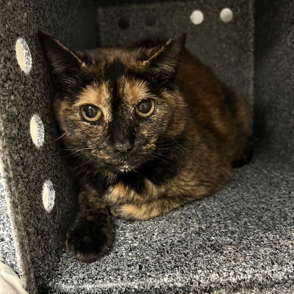 Mrs. Brown, a Adoptable Domestic Short Hair in Birdsboro, PA image 3/3