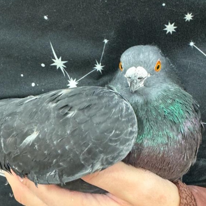 Randy, Adoptable, Adult Male Pigeon.