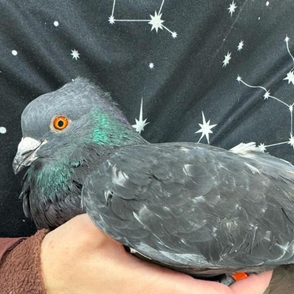 Randy, a Adoptable Pigeon in Chicago, IL image 3/4