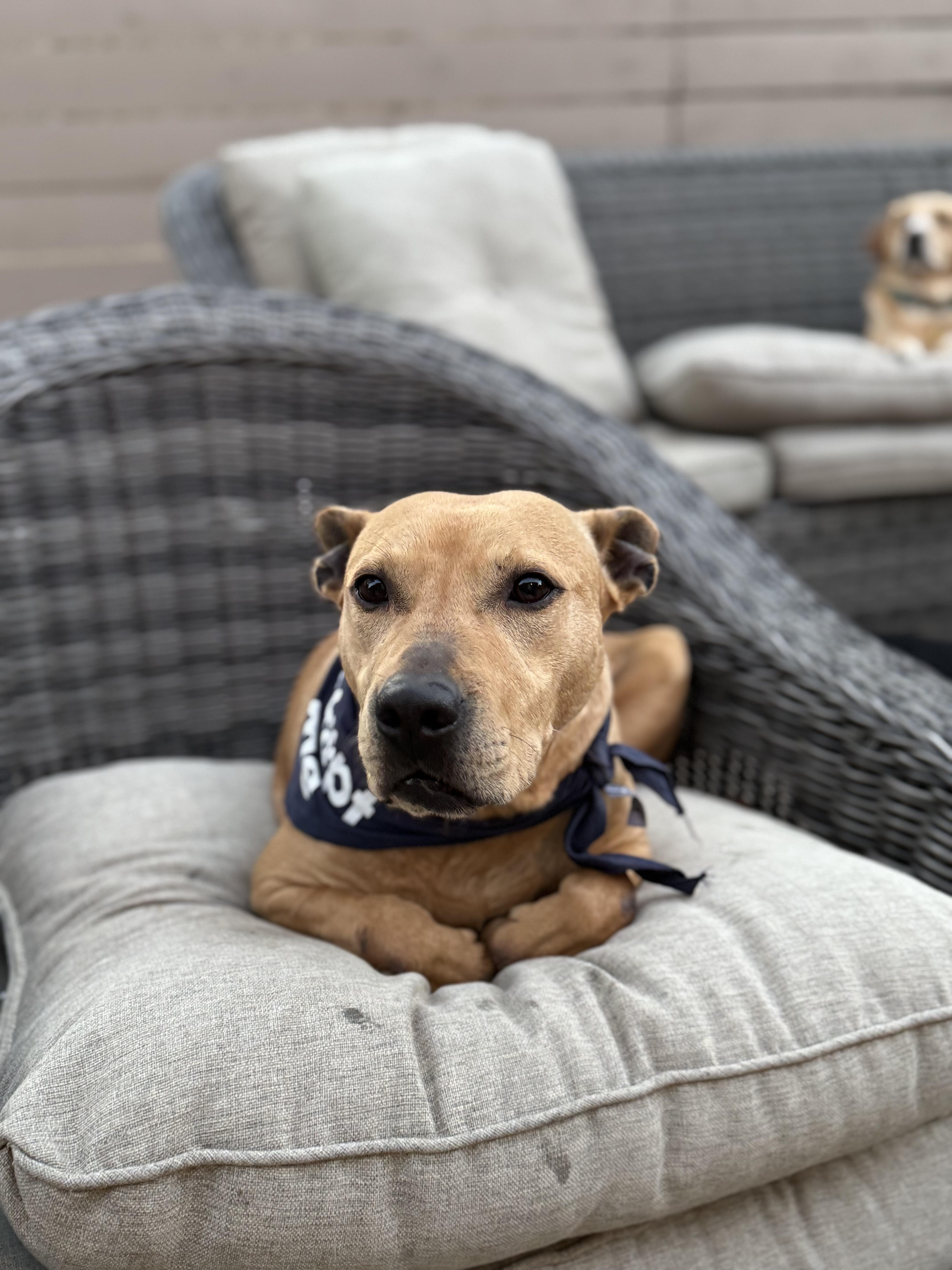 Beth, a Adoptable Mixed Breed in charleston, SC image 6/6
