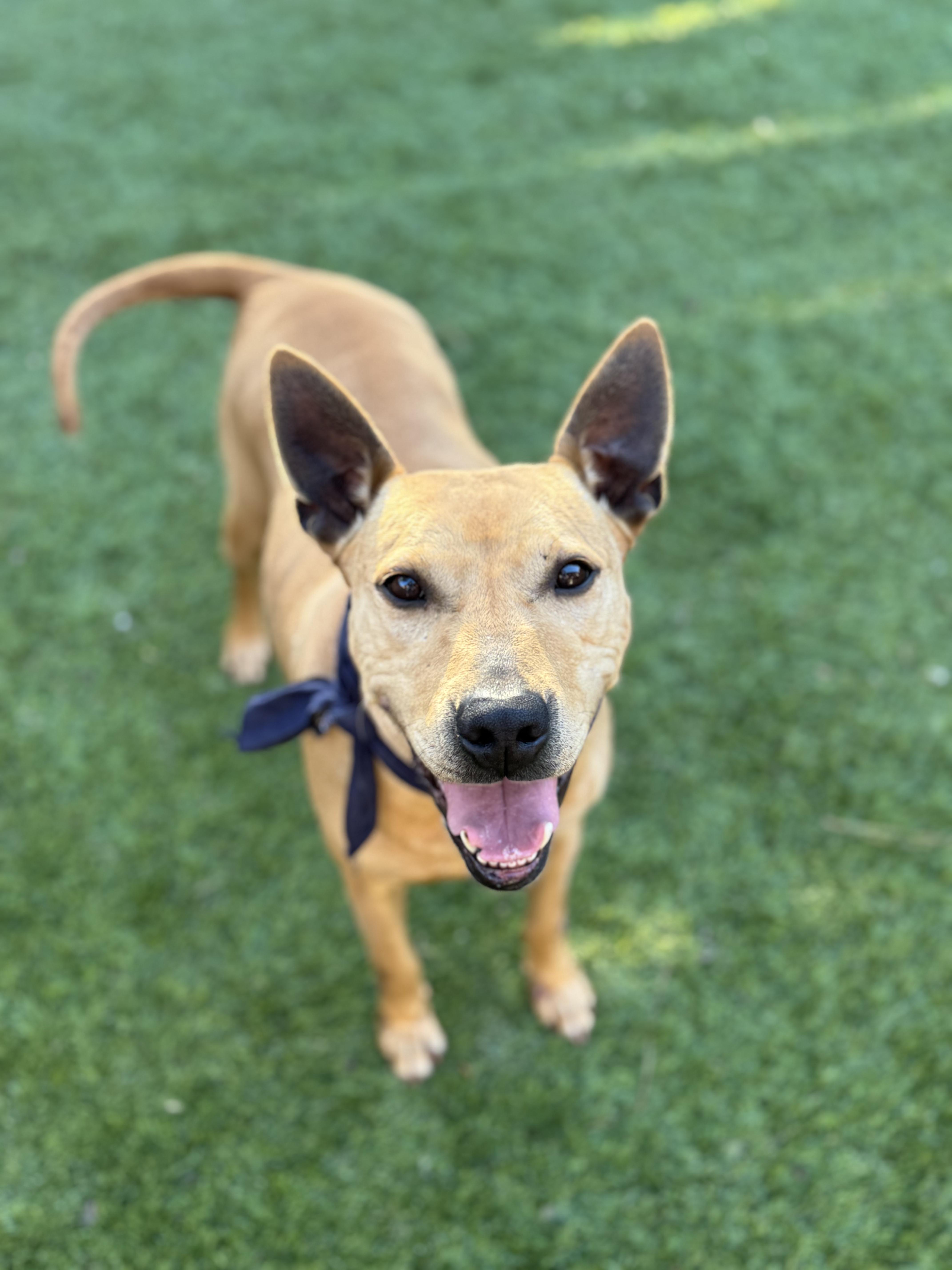 Beth, a Adoptable Mixed Breed in charleston, SC image 4/6