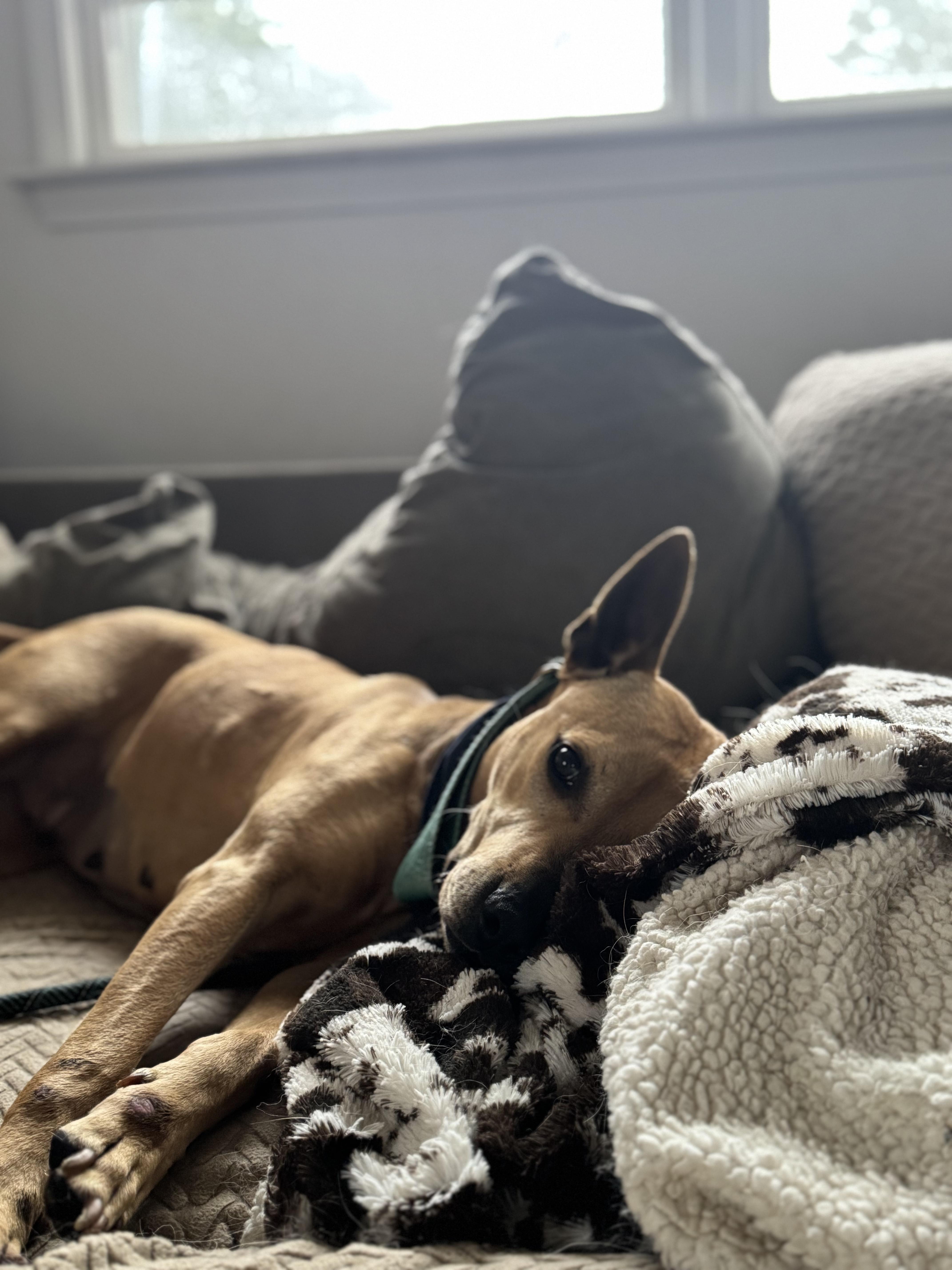 Beth, a Adoptable Mixed Breed in charleston, SC image 3/6