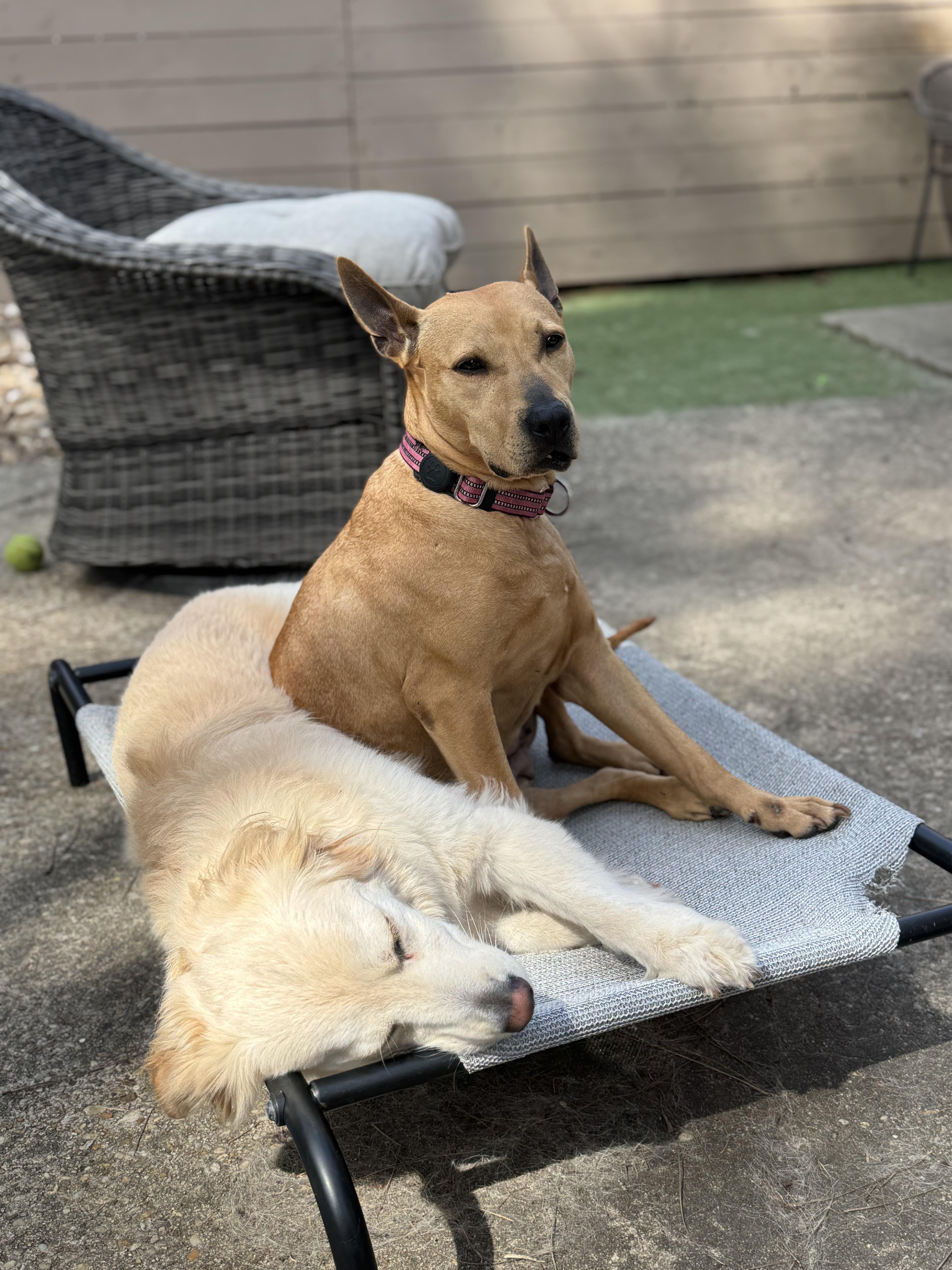 Beth, a Adoptable Mixed Breed in charleston, SC image 5/6