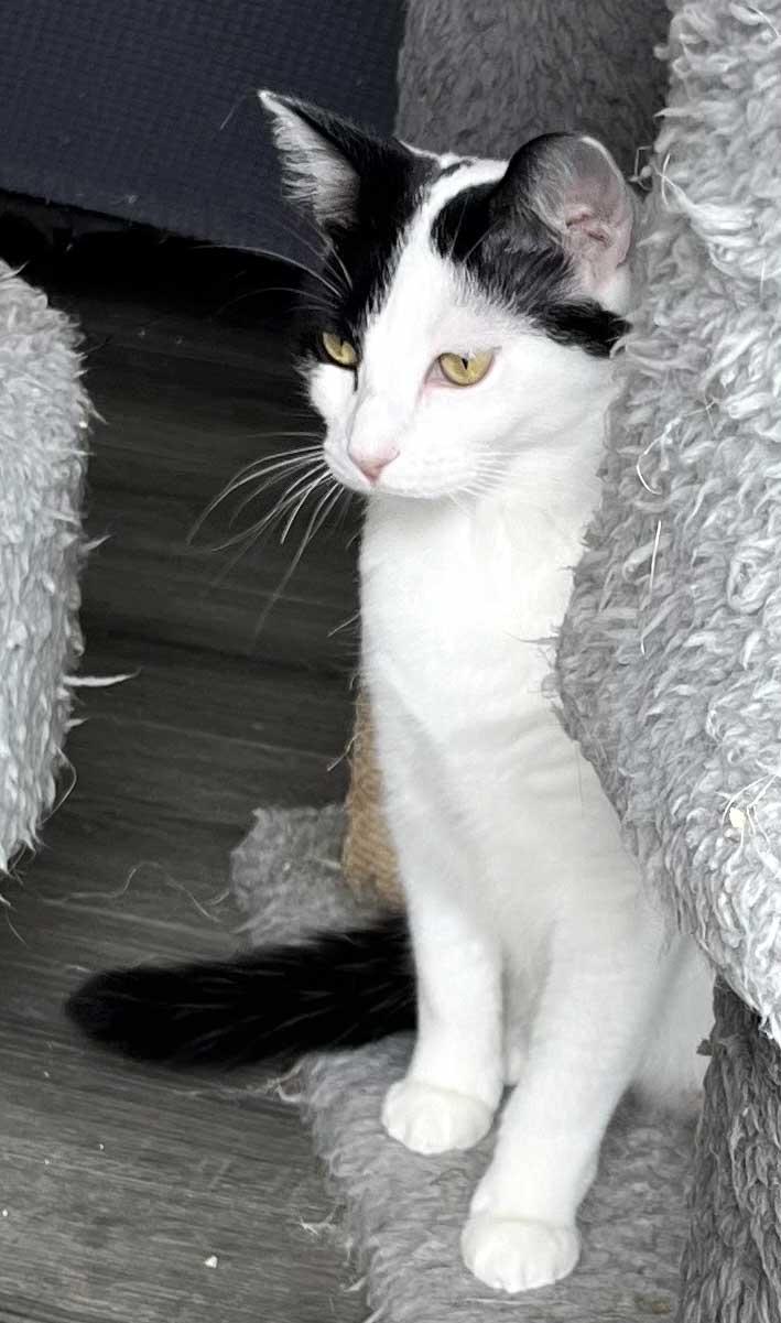 MAMA GABBY, Adoptable, Young Female Domestic Short Hair.
