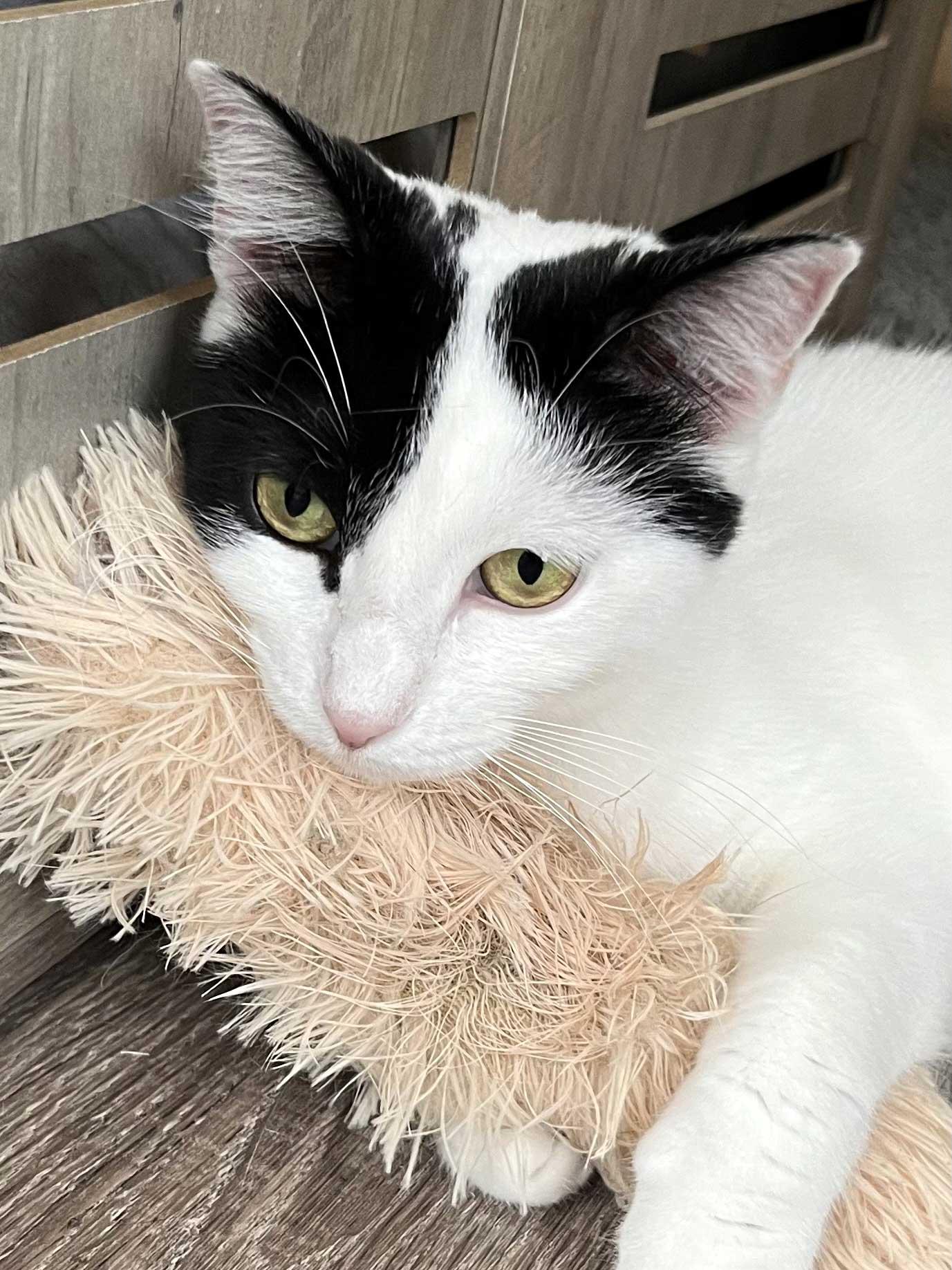 MAMA GABBY, a Adoptable Domestic Short Hair in Franklin, TN image 2/3