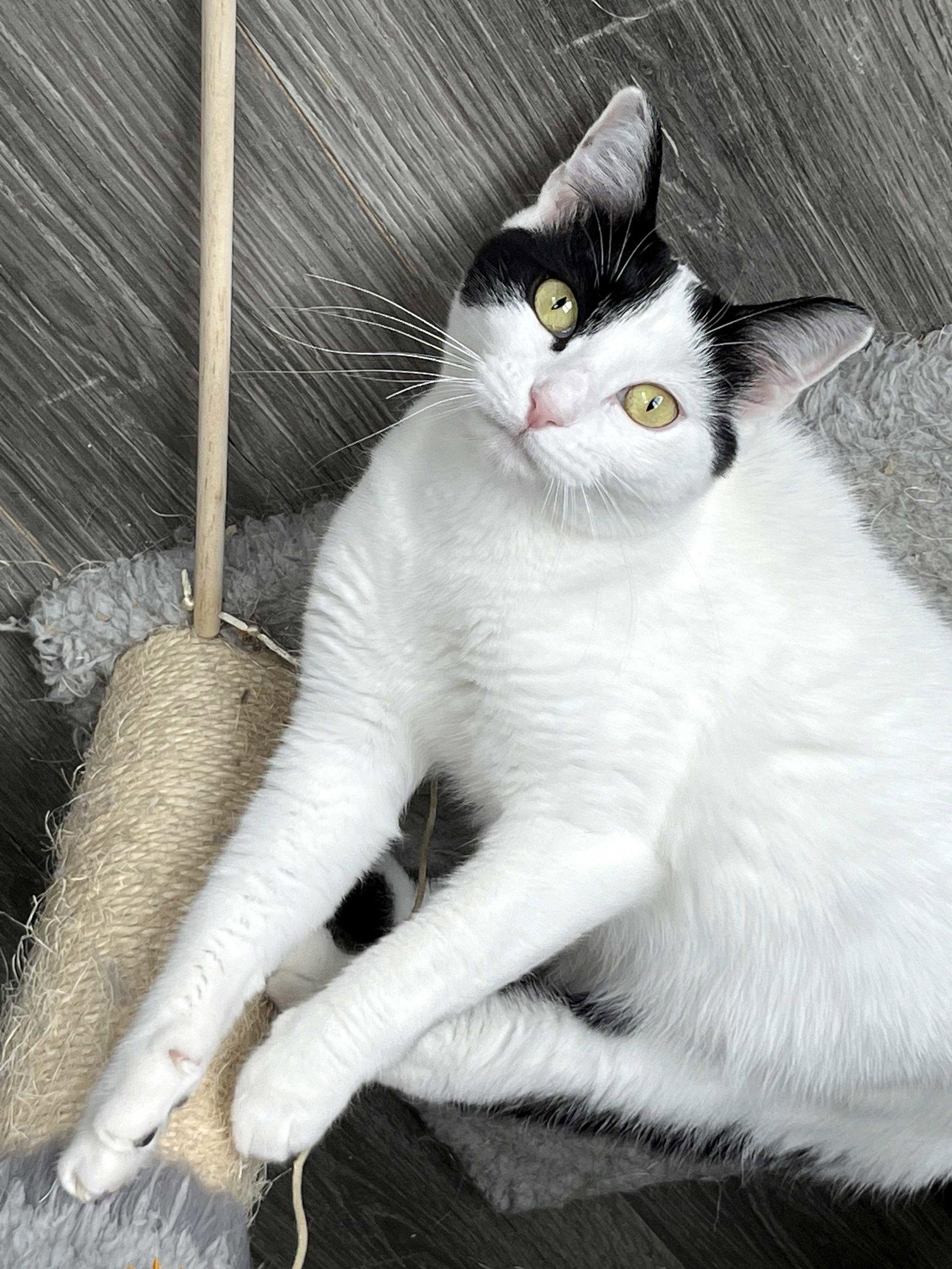 MAMA GABBY, a Adoptable Domestic Short Hair in Franklin, TN image 3/3