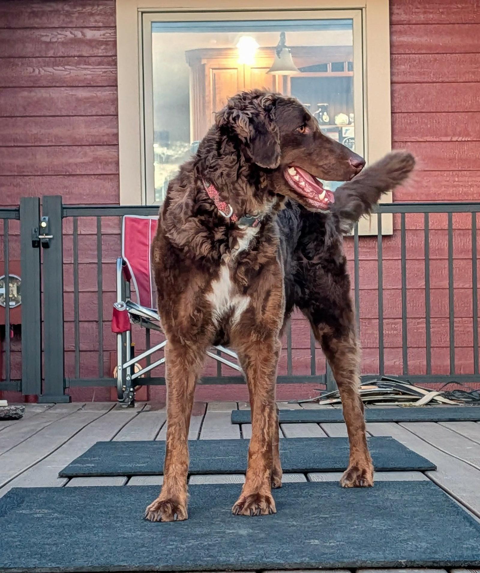 Rue, Adoptable, Adult Female Bernese Mountain Dog & Standard Poodle.