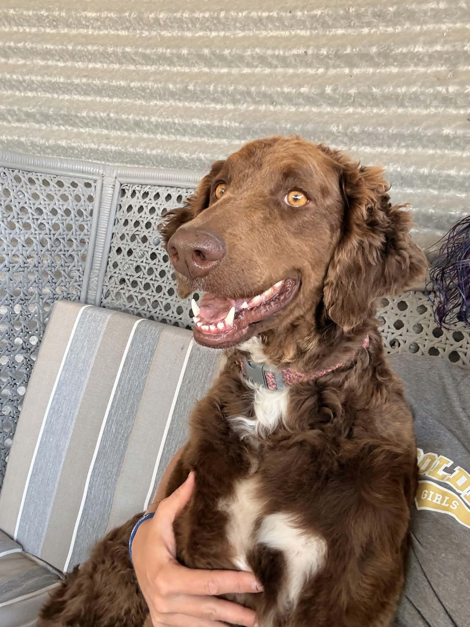 Enlarge Rue, a Adoptable mixed breed in Sioux Falls, SD image 2/3