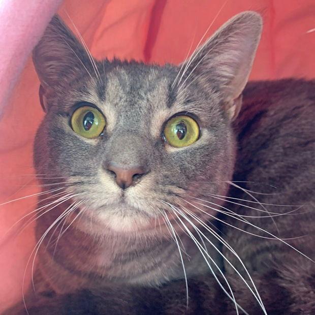 Ariel, Adoptable, Adult Female Domestic Short Hair & Tabby.