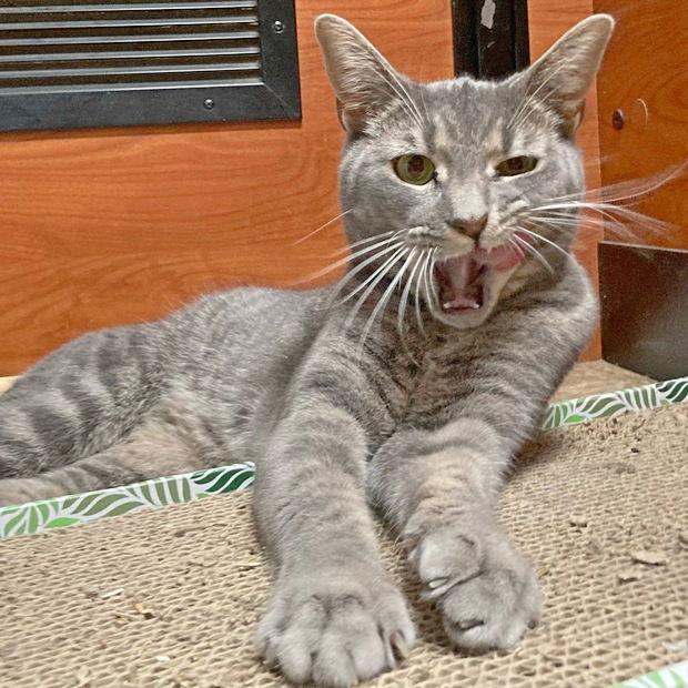 Ariel, Adoptable, Adult Female Domestic Short Hair & Tabby.