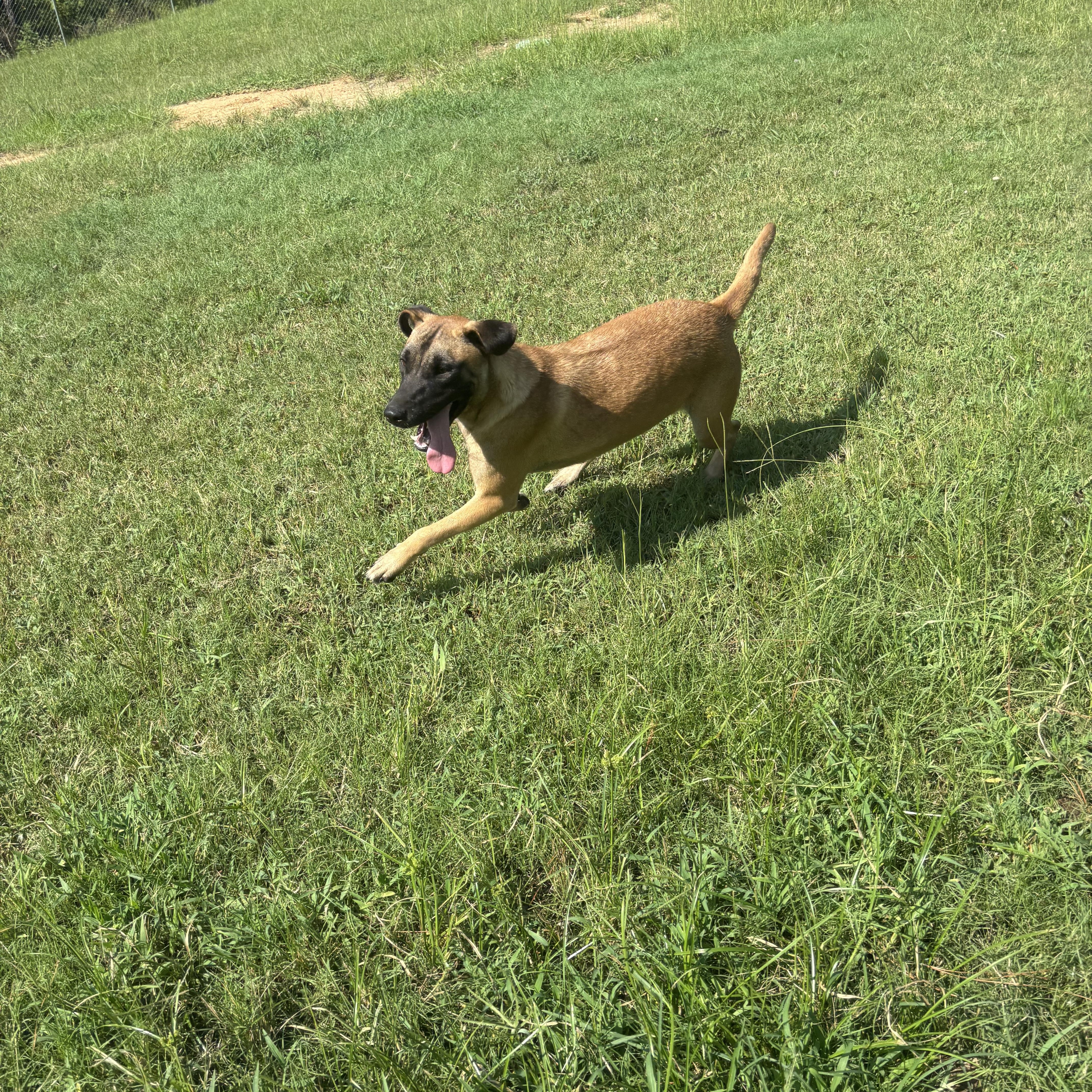 Enlarge Pebbles, a Adoptable mixed breed in Coldspring, TX image 2/6