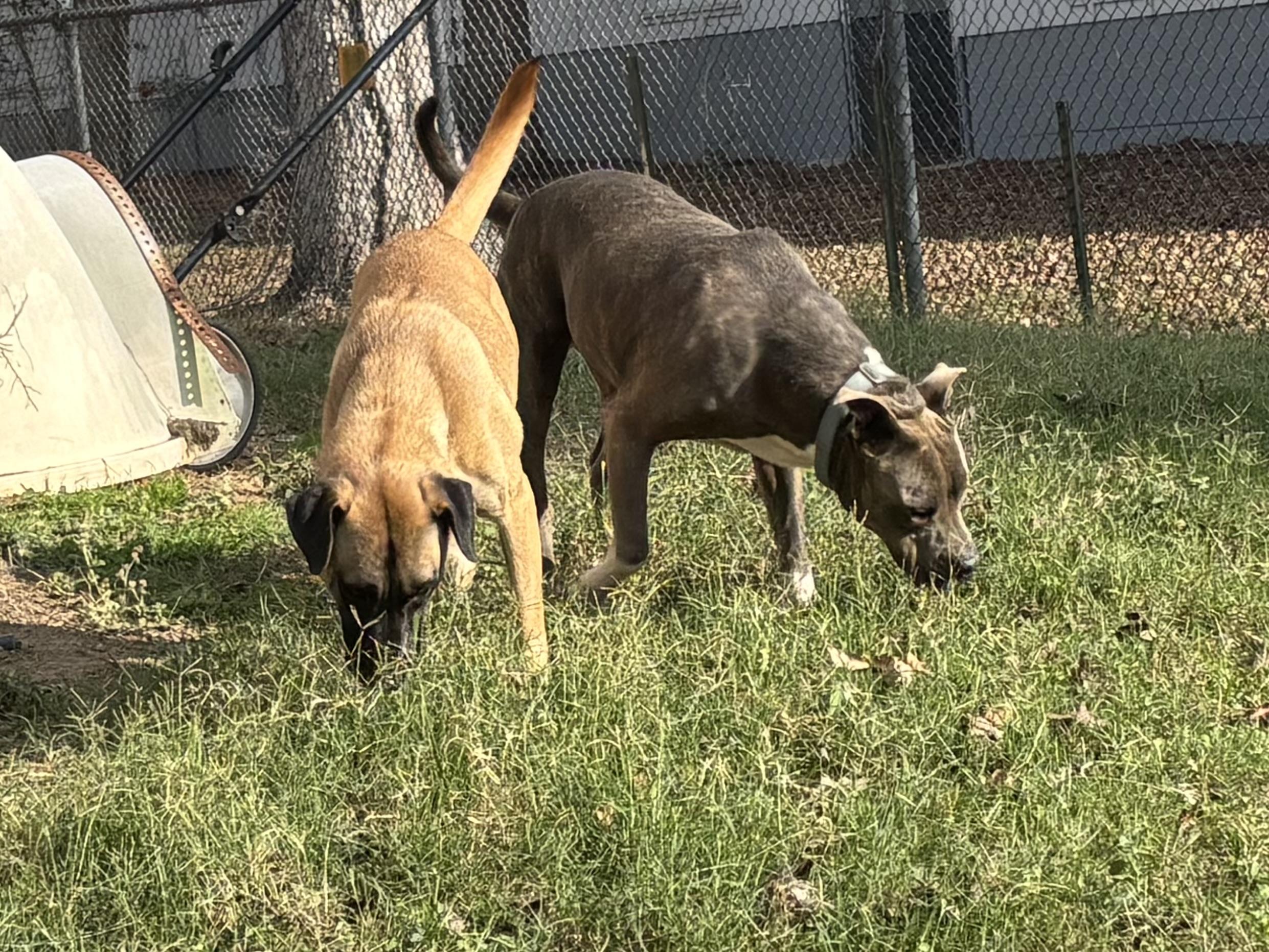 Enlarge Pebbles, a Adoptable mixed breed in Coldspring, TX image 6/6
