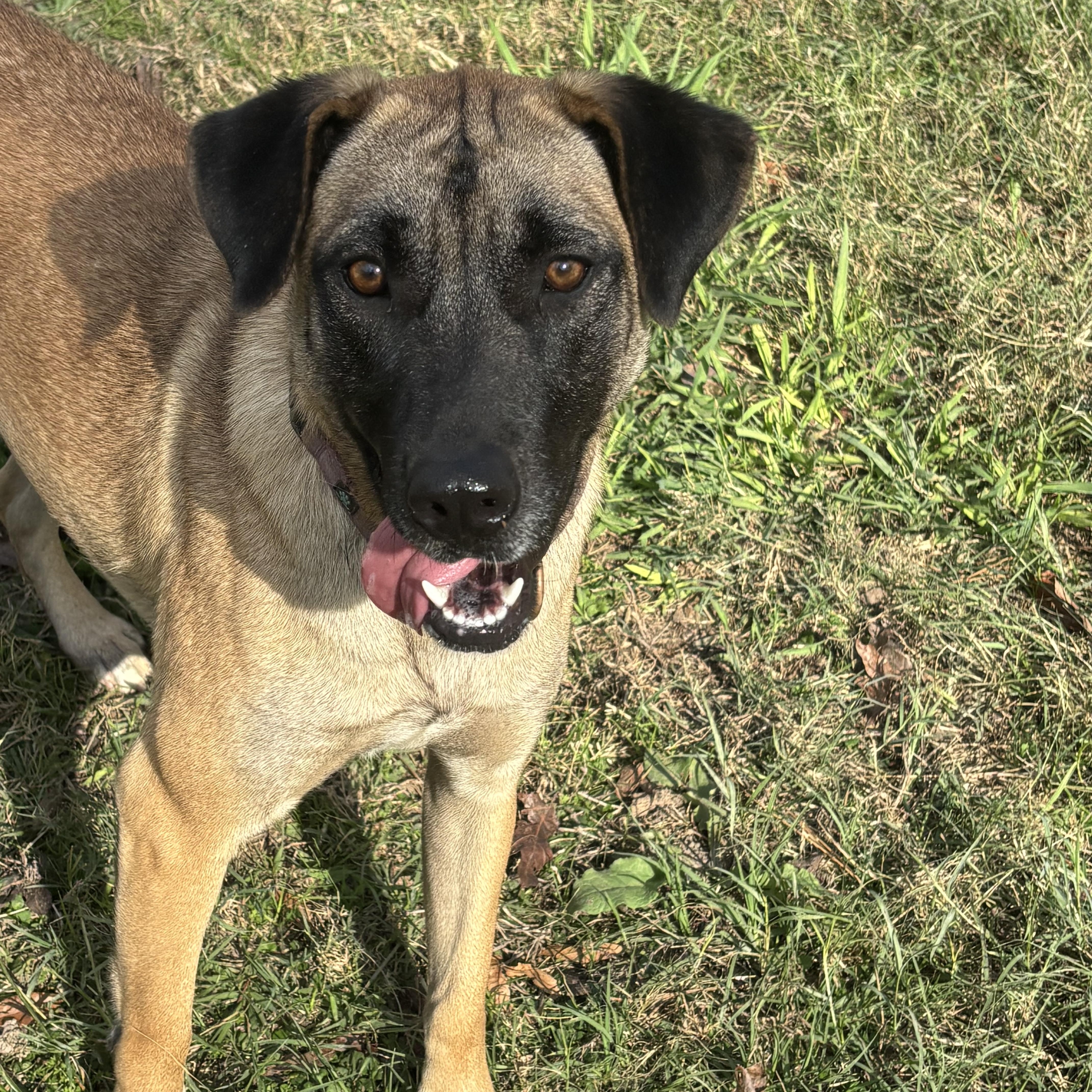 Enlarge Pebbles, a Adoptable mixed breed in Coldspring, TX image 1/6