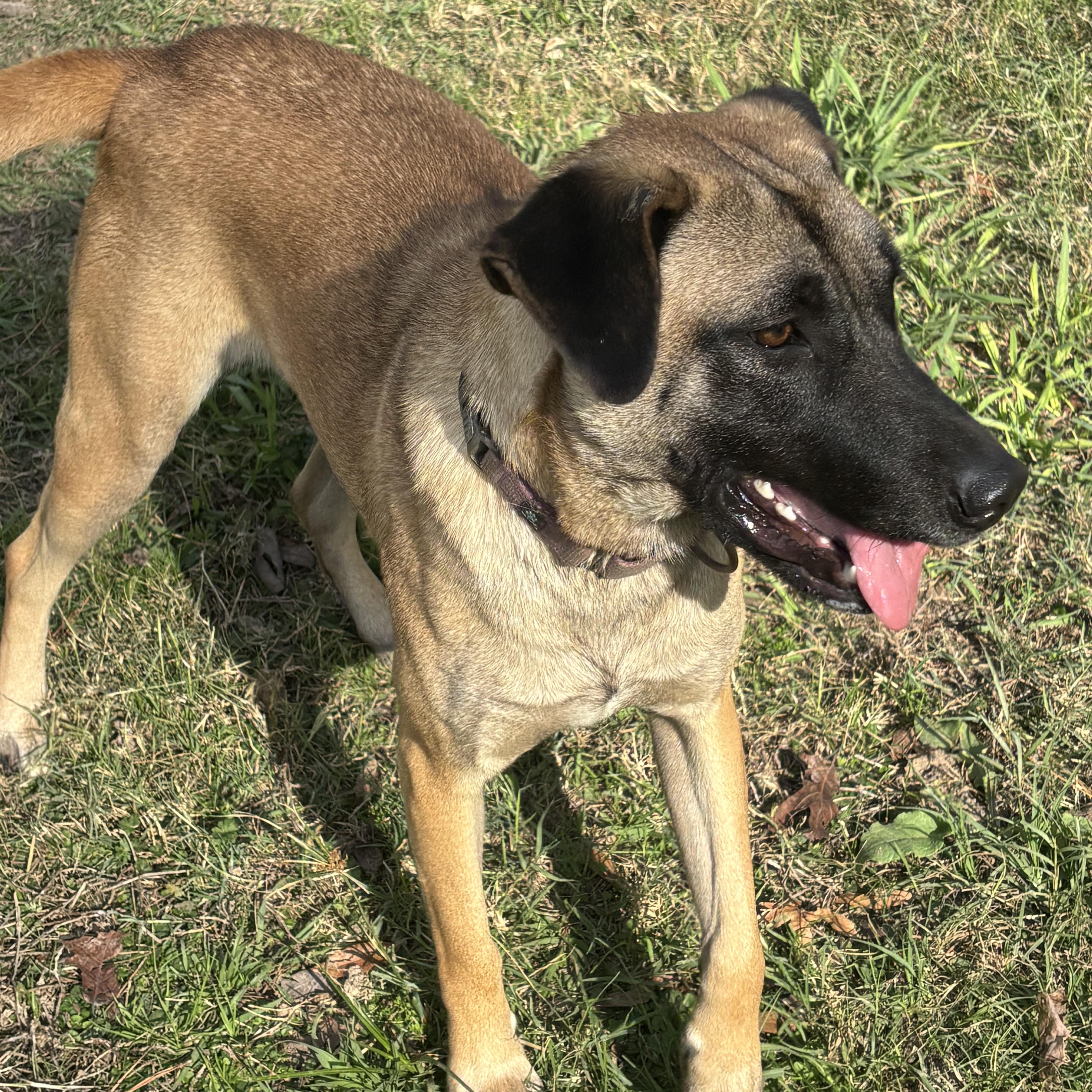 Enlarge Pebbles, a Adoptable mixed breed in Coldspring, TX image 5/6