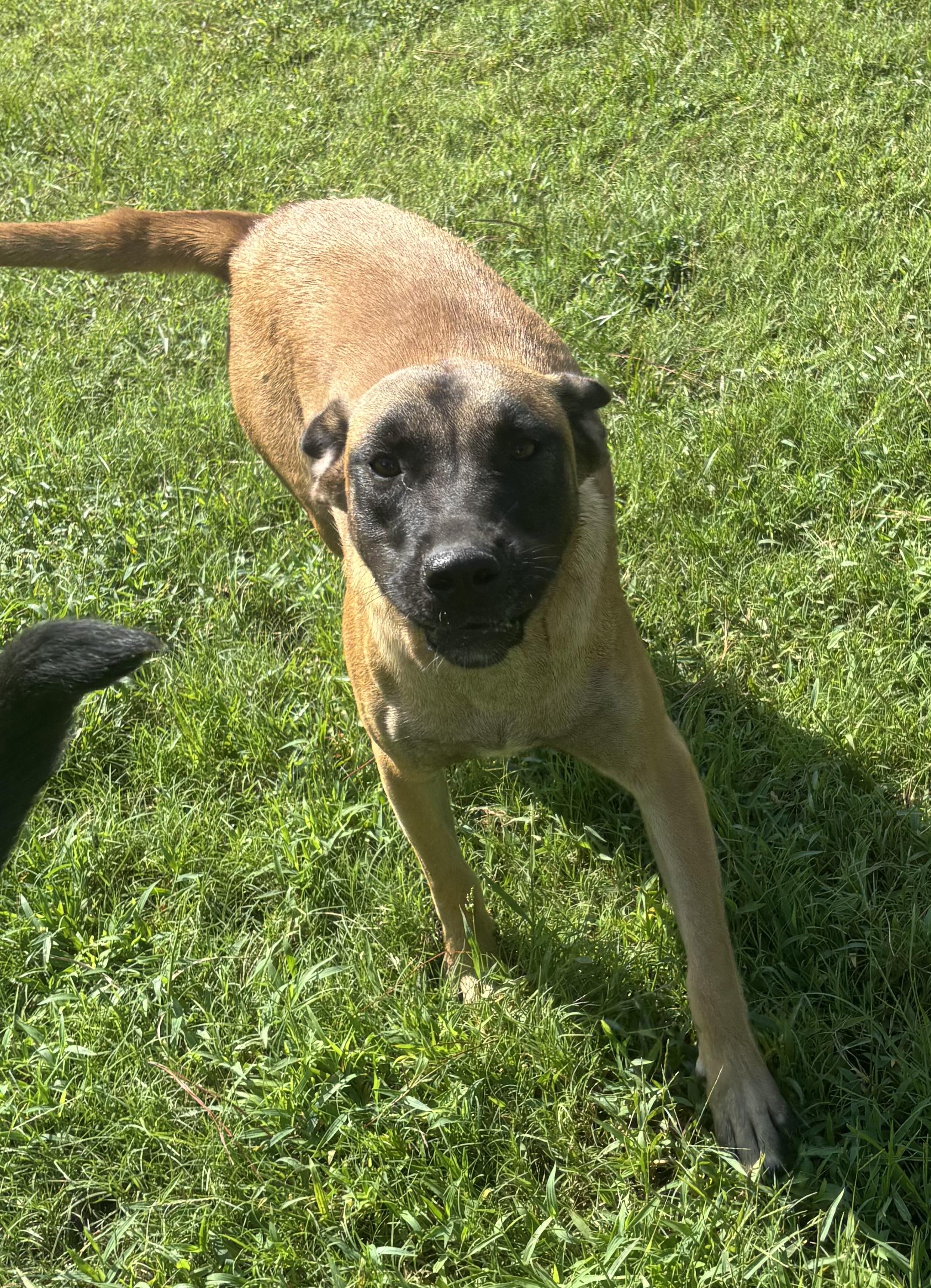 Enlarge Pebbles, a Adoptable mixed breed in Coldspring, TX image 3/6