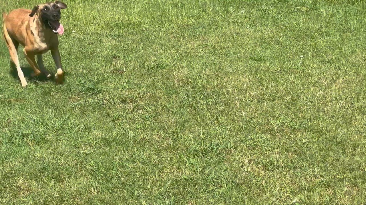 Enlarge Pebbles, a Adoptable mixed breed in Coldspring, TX video 4/6