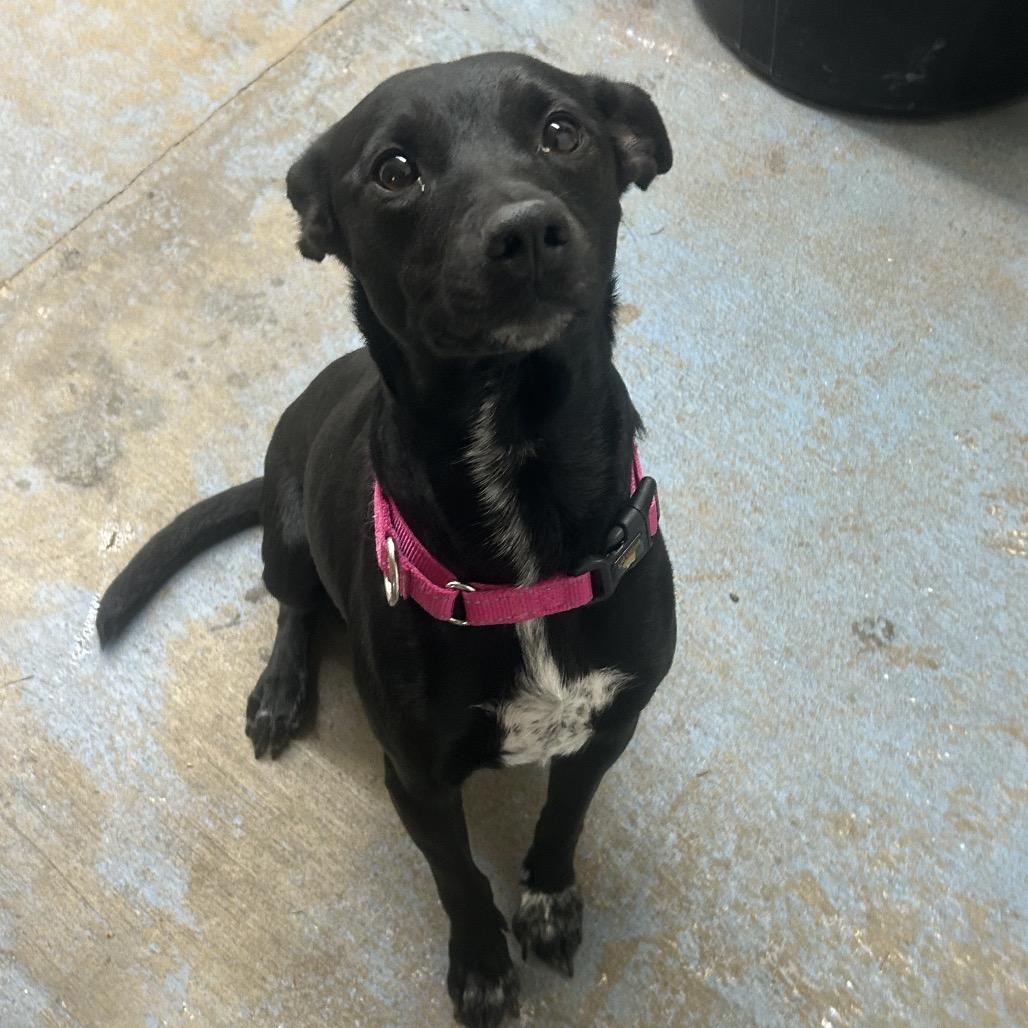 Winifred (Winnie), Adoptable, Adult Female Terrier & Mixed Breed.