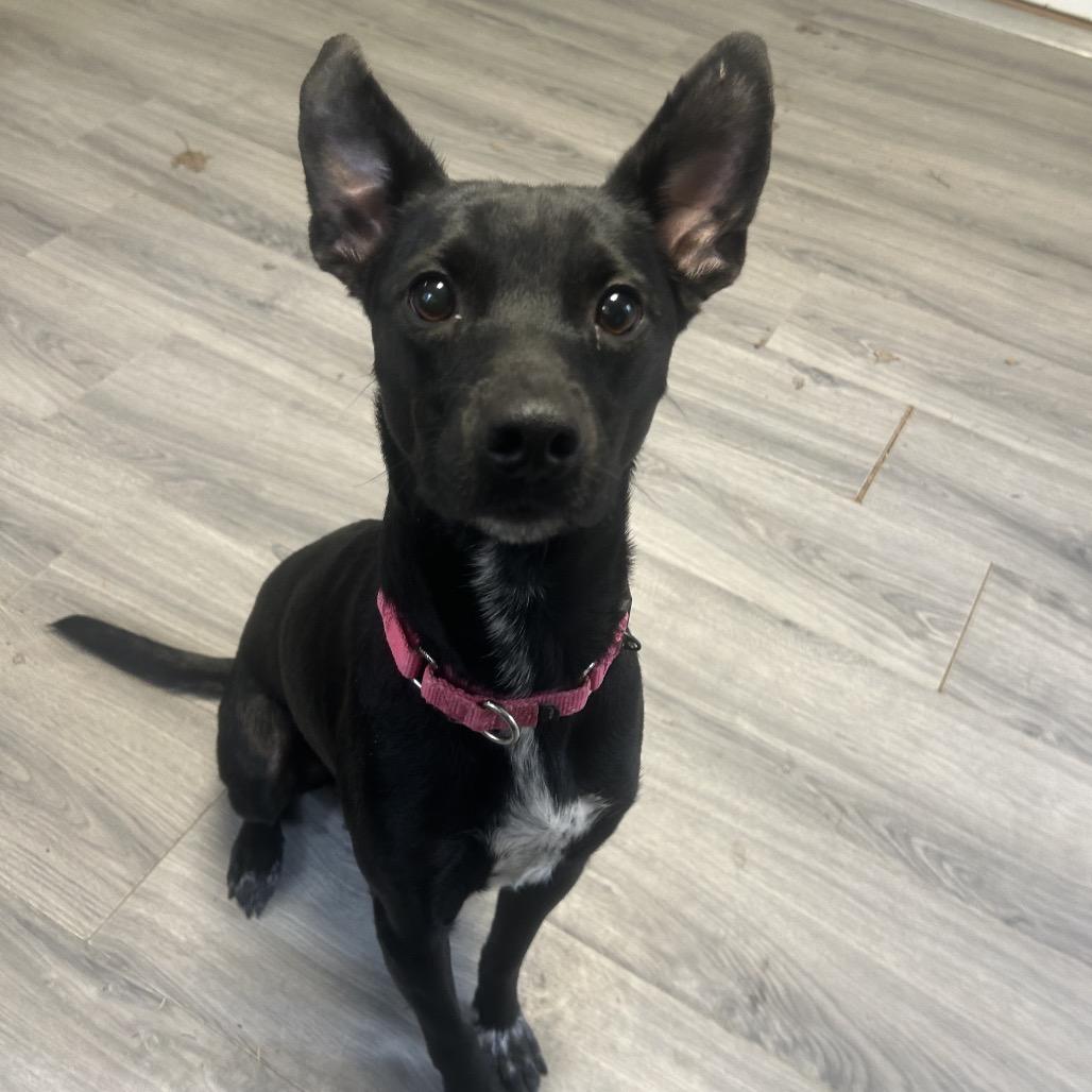 Winifred (Winnie), a Adoptable mixed breed in Greenville, PA image 2/6