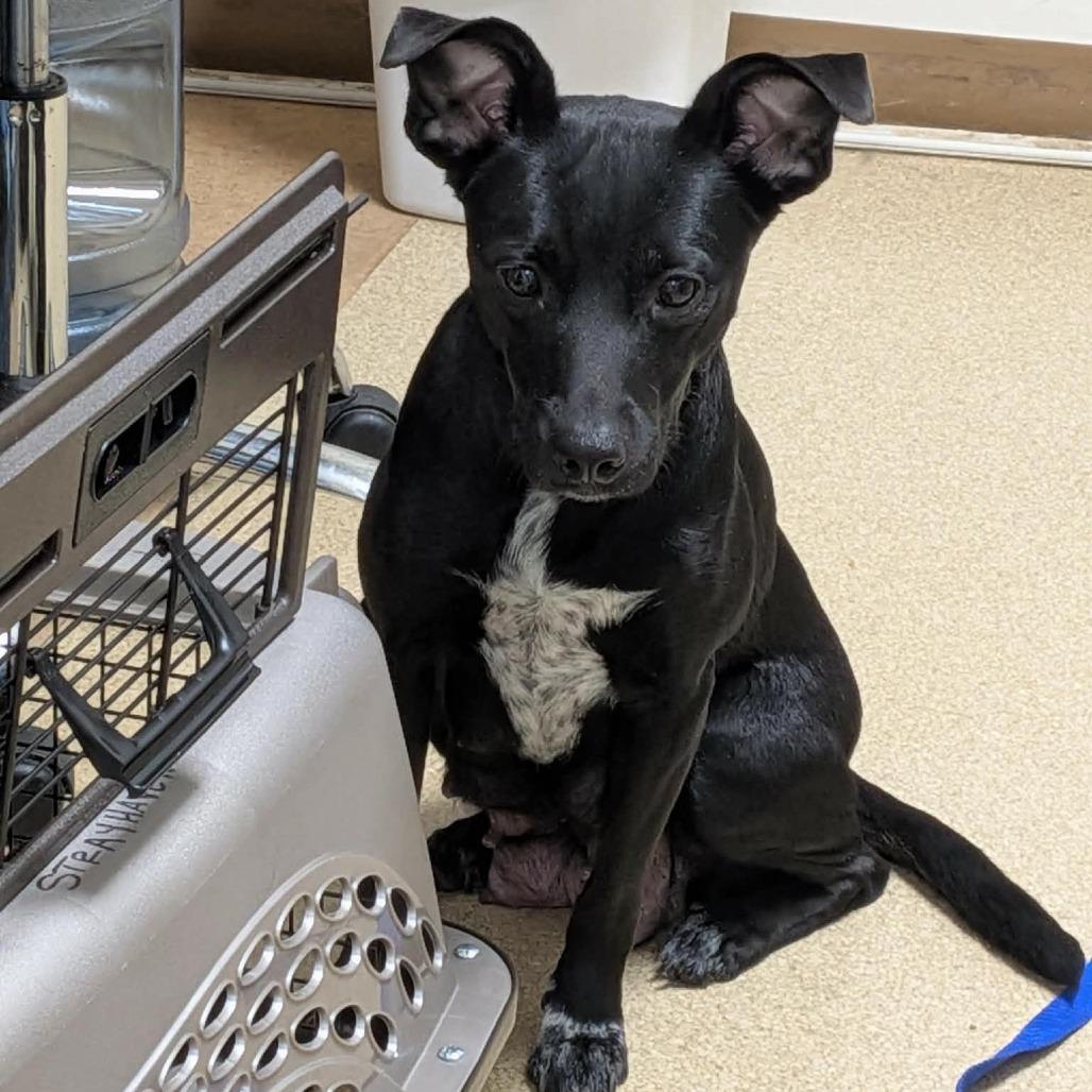 Winifred (Winnie), a Adoptable mixed breed in Greenville, PA image 3/6