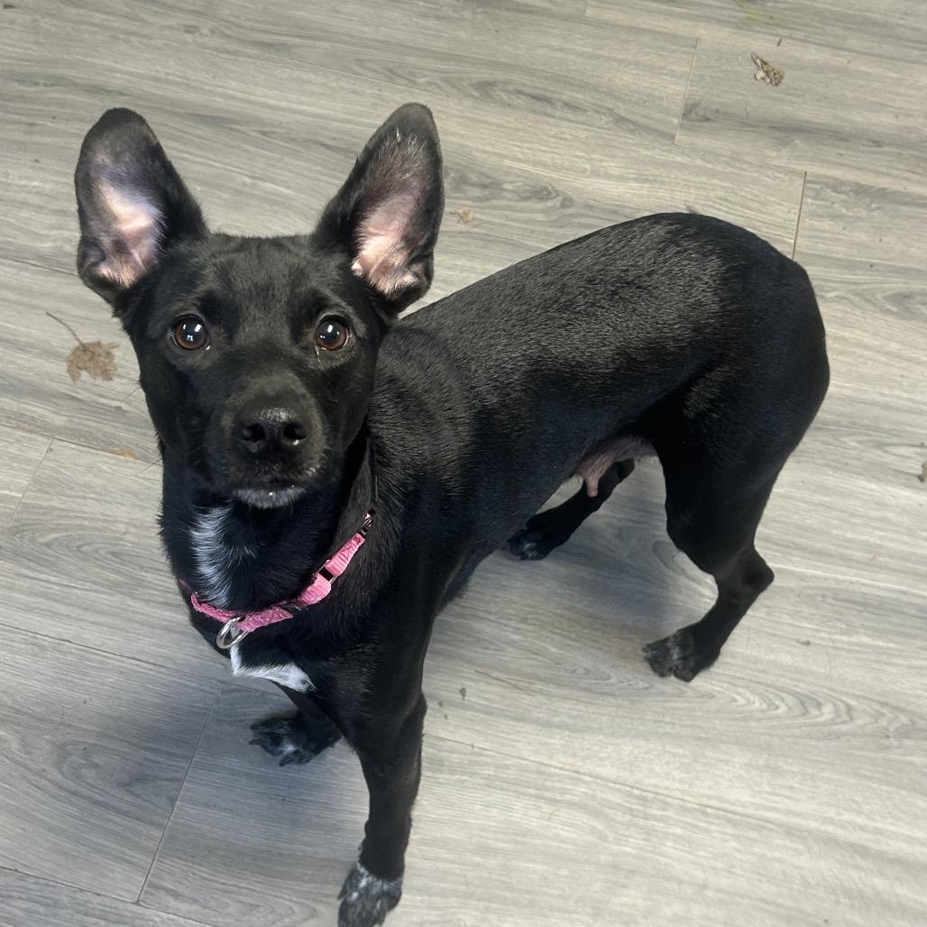 Winifred (Winnie), a Adoptable mixed breed in Greenville, PA image 4/6