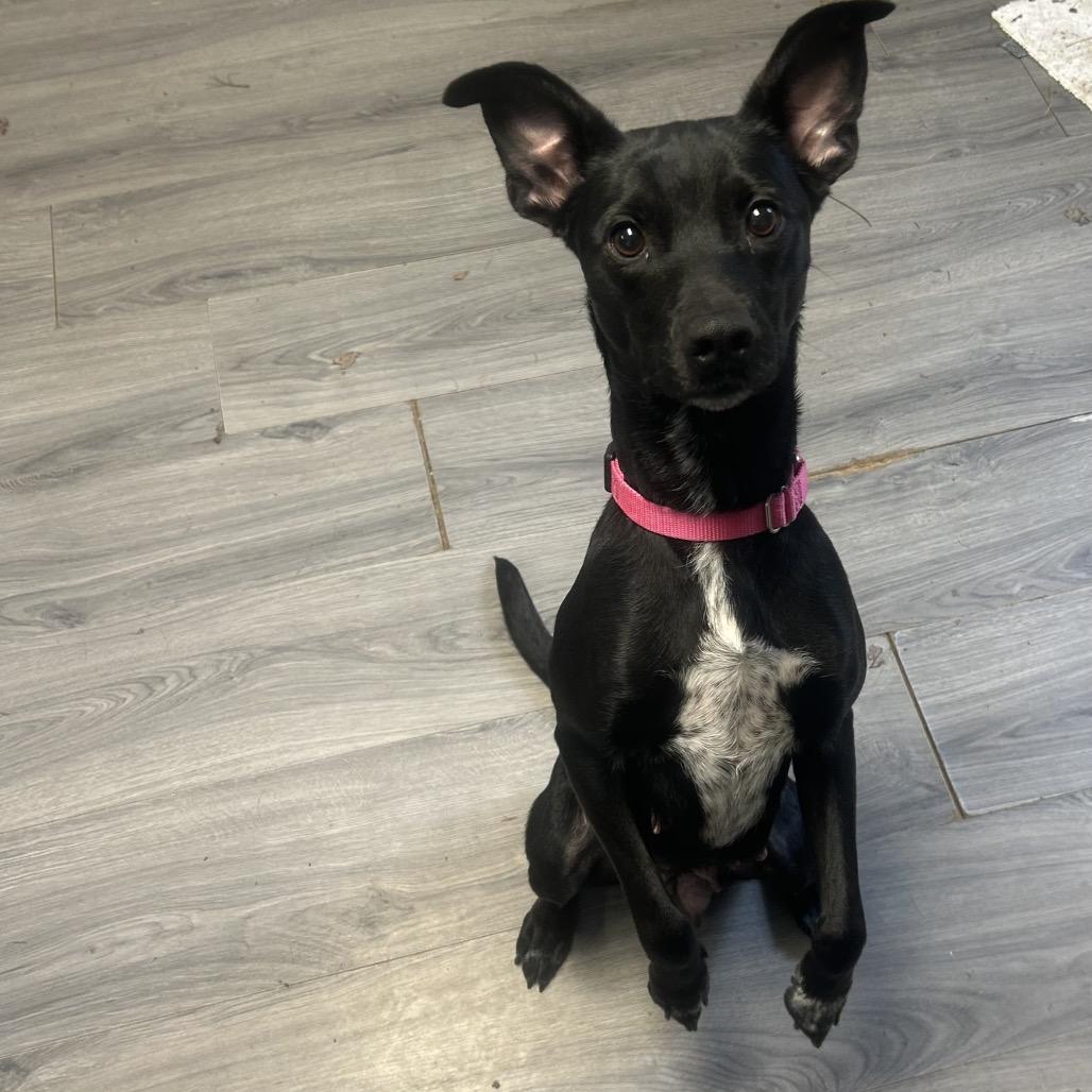 Winifred (Winnie), a Adoptable mixed breed in Greenville, PA image 5/6